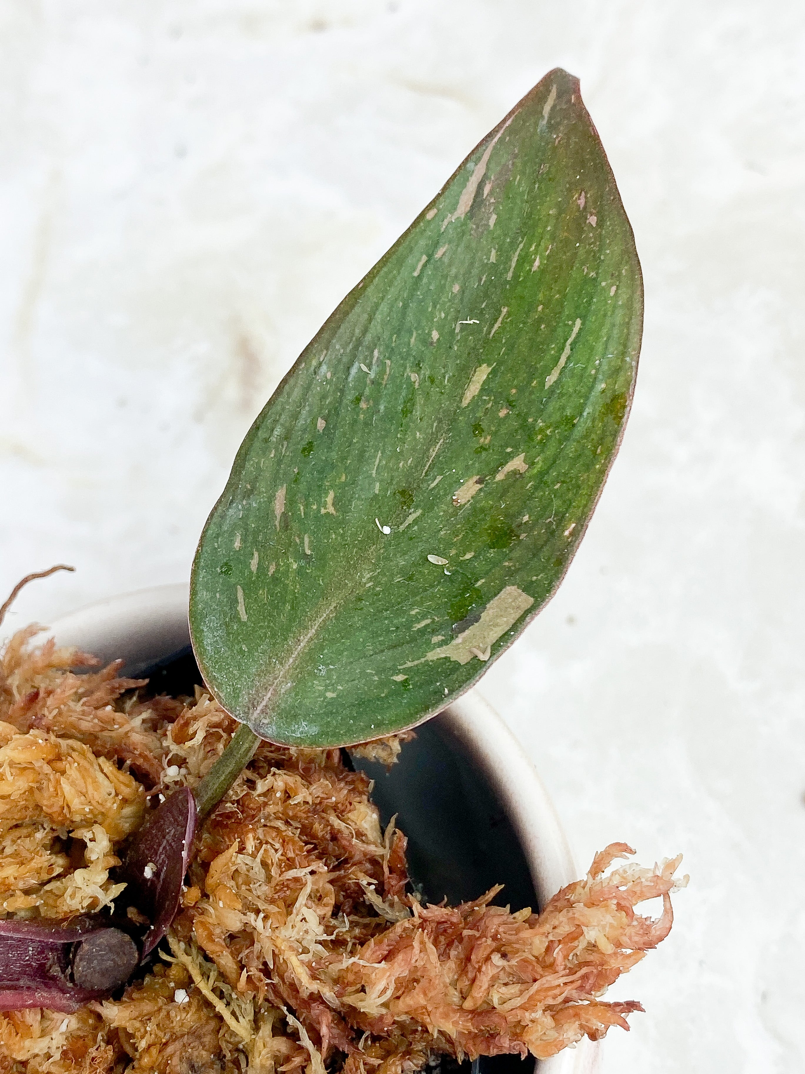 Philodendron Pink Princess rooted 2 leaves