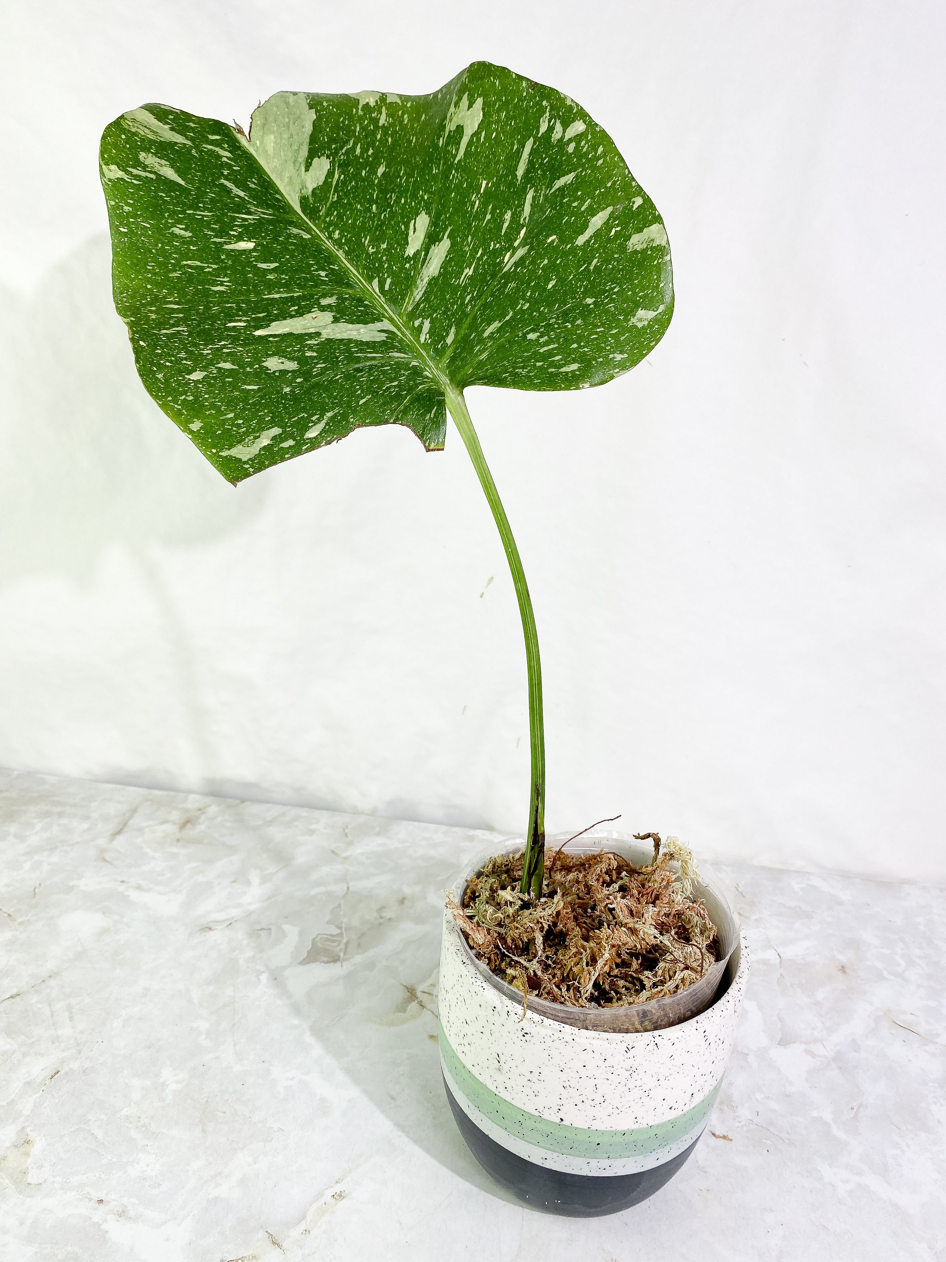 Monstera Thai Constellation Slightly 1 leaf Slightly Rooted