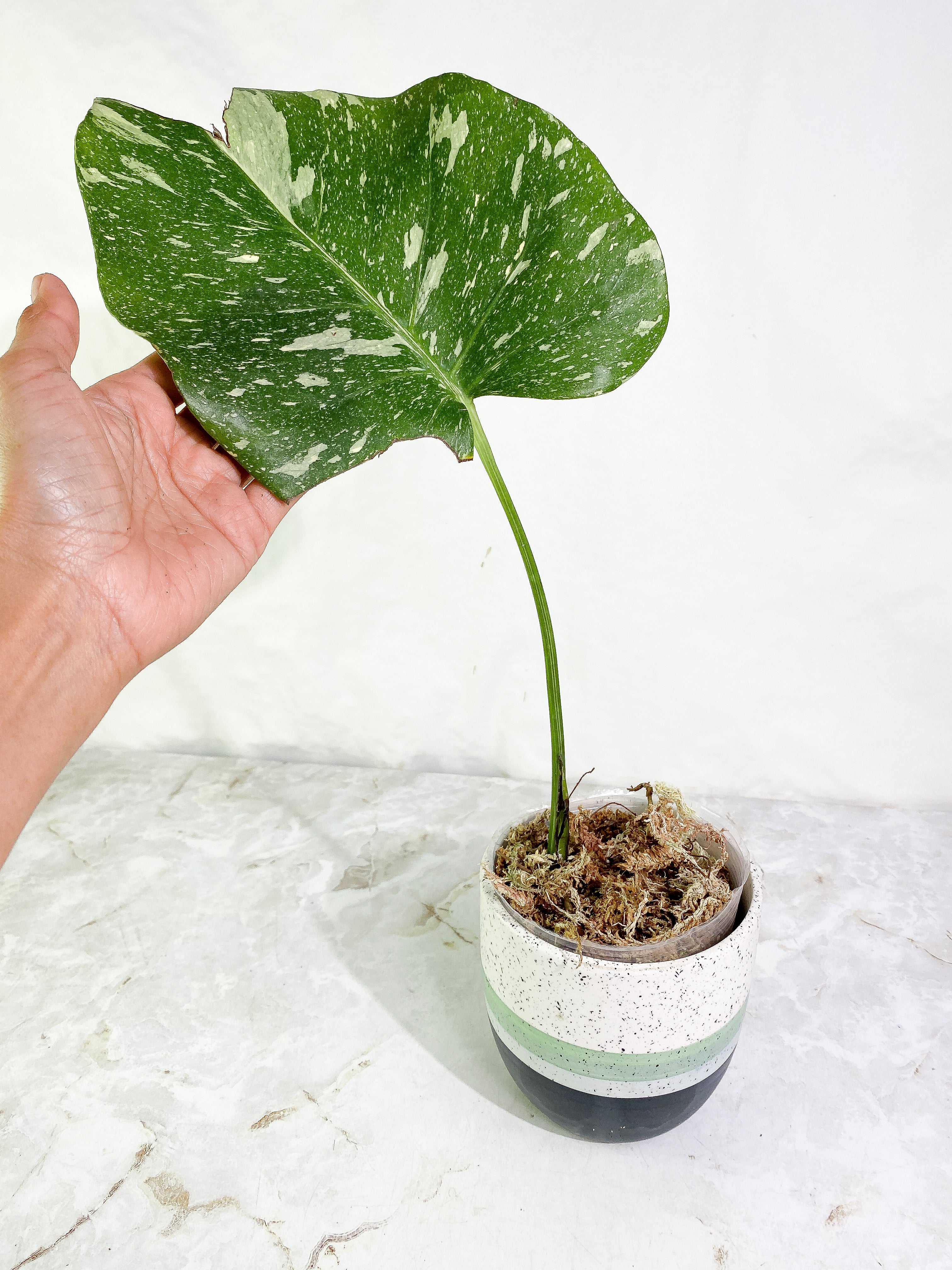 Monstera Thai Constellation Slightly 1 leaf Slightly Rooted