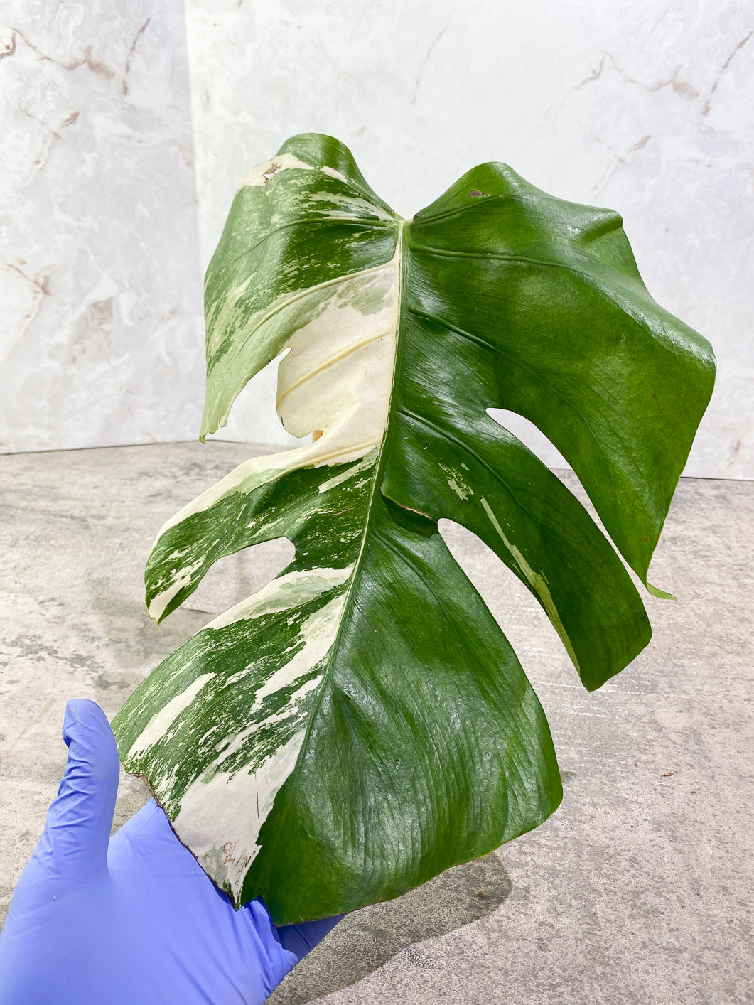 Monstera albo variegated 1 leaf slightly Rooted