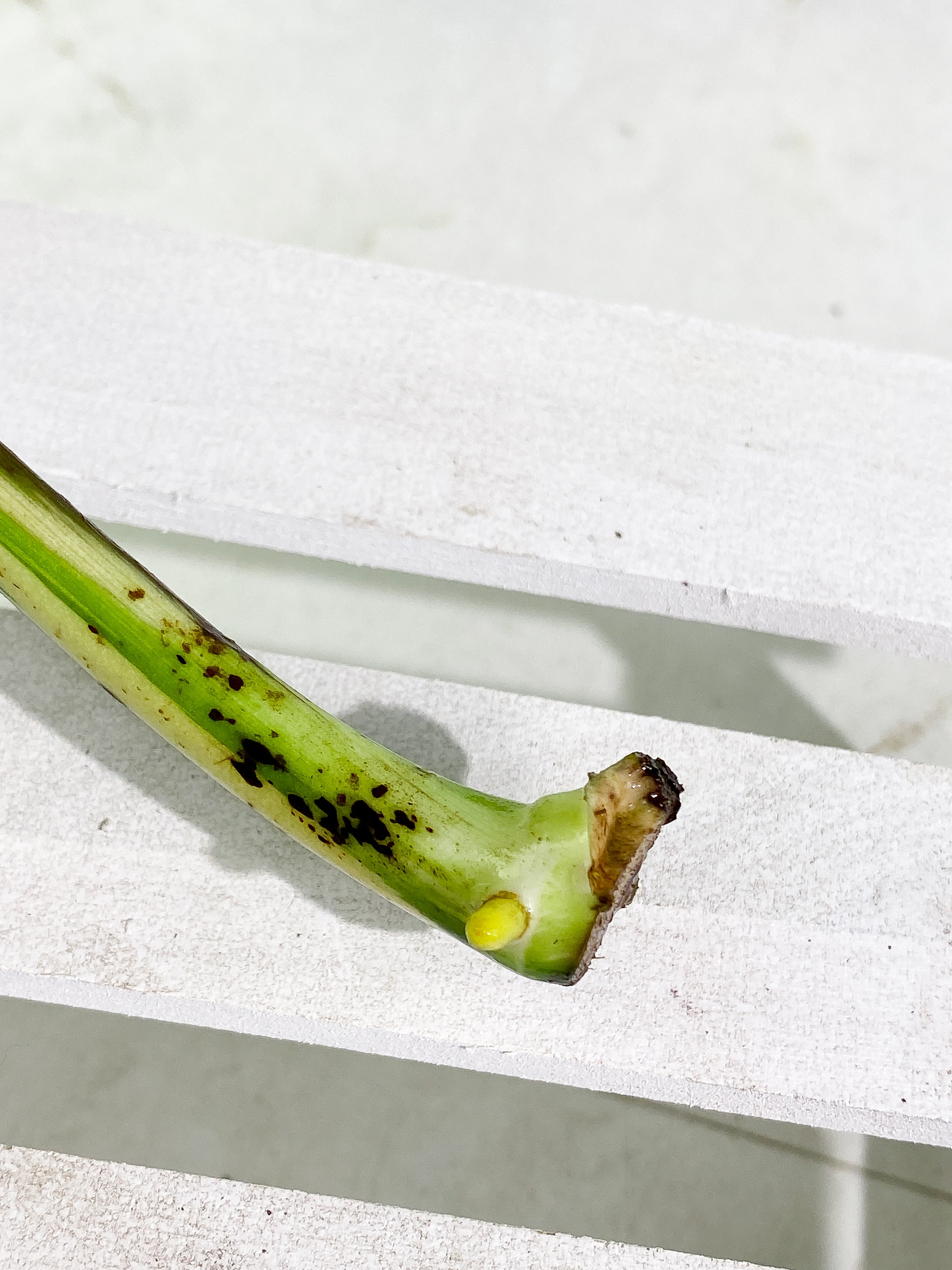 Monstera Thai Constellation Slightly 1 leaf Rooting