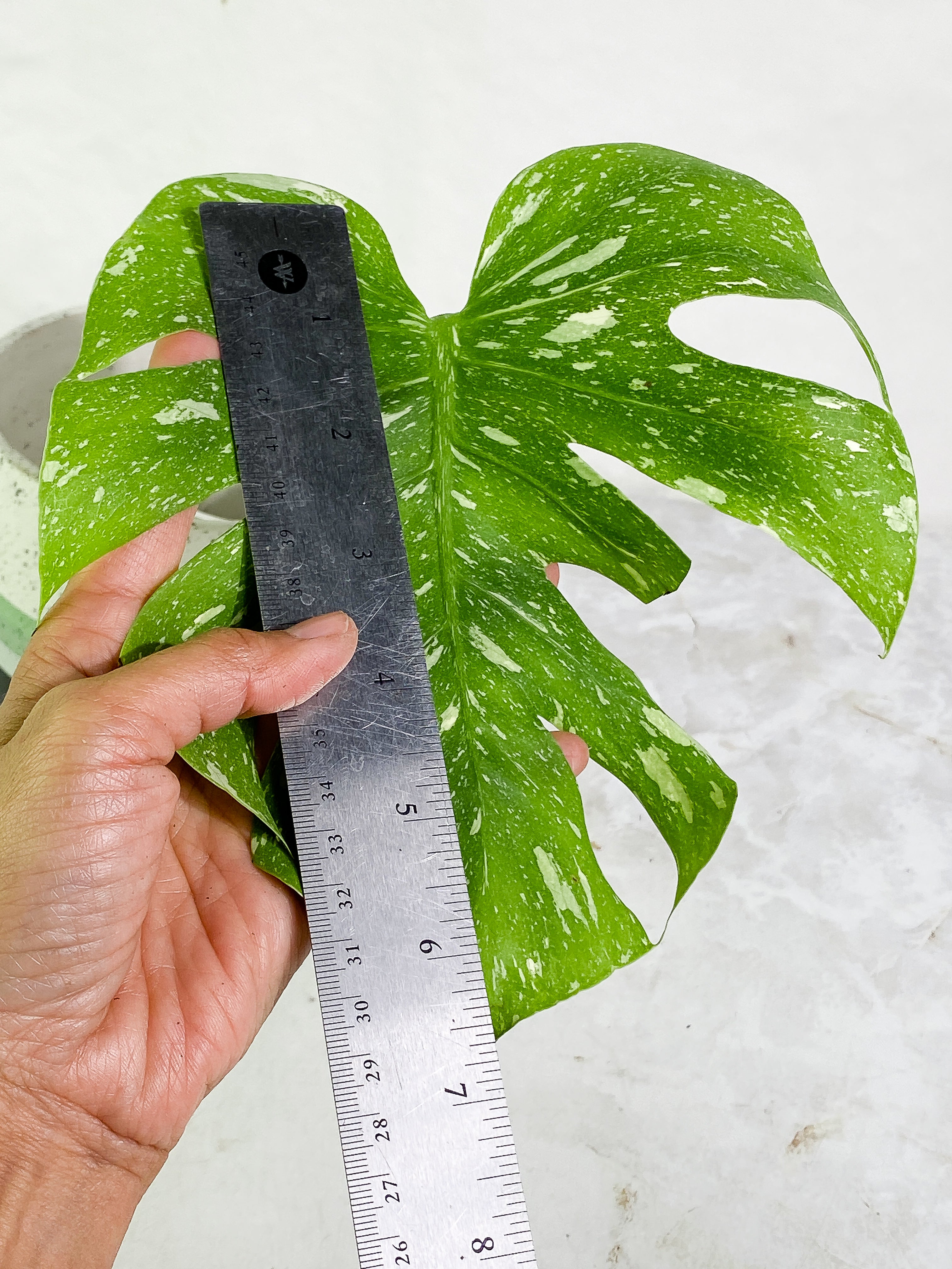 Monstera Thai Constellation Slightly 1 leaf Rooting