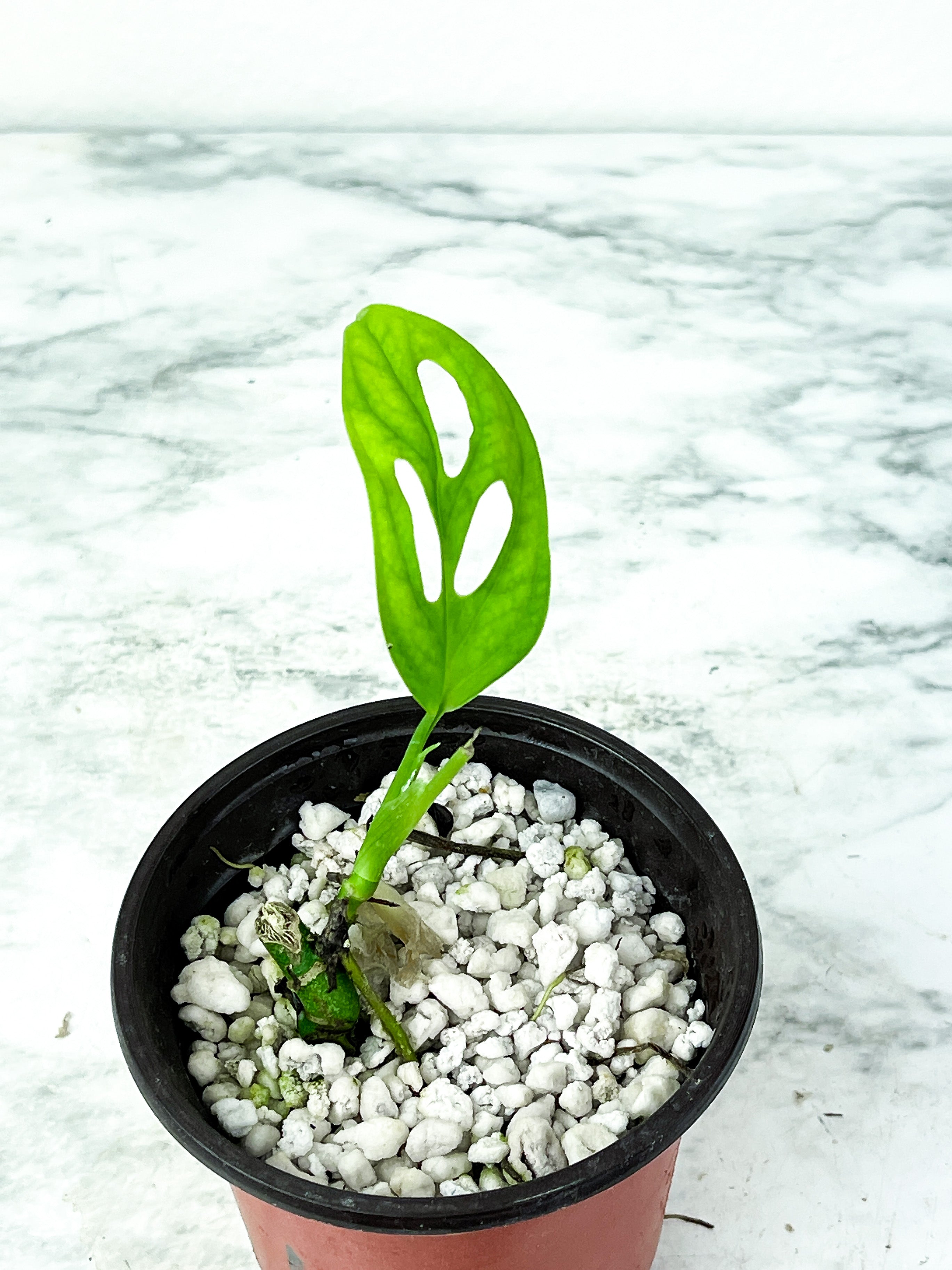 Monstera Esqueleto 1 leaf and 1 leaf is unfurling Rooted