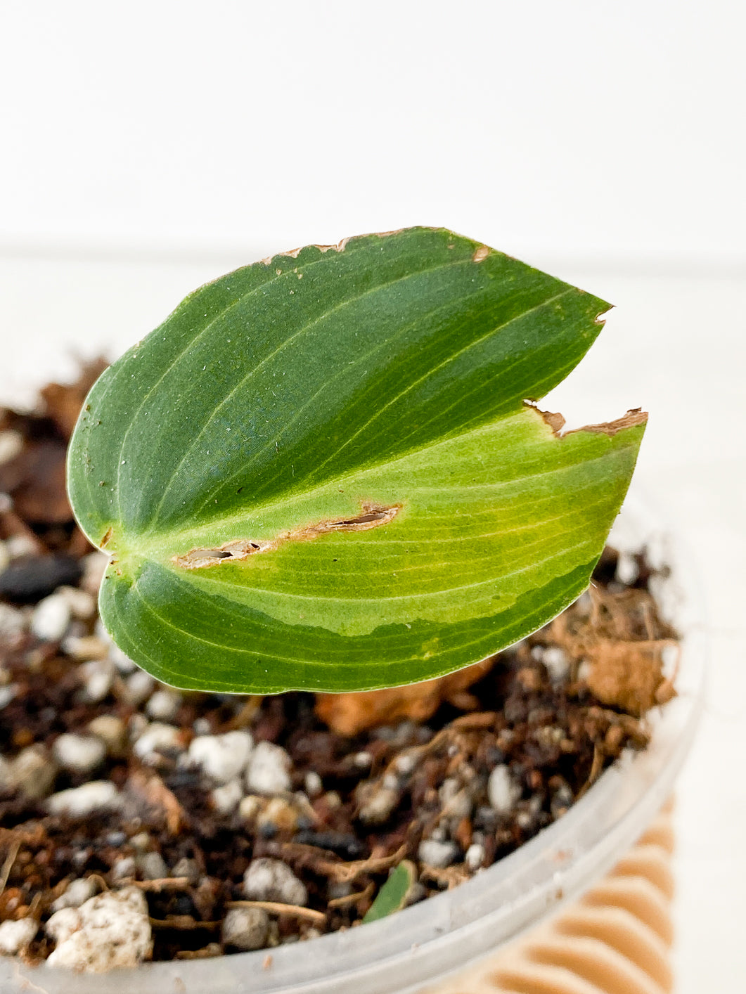 Philodendron Melanochrysum Variegated 1 leaf slightly rooted