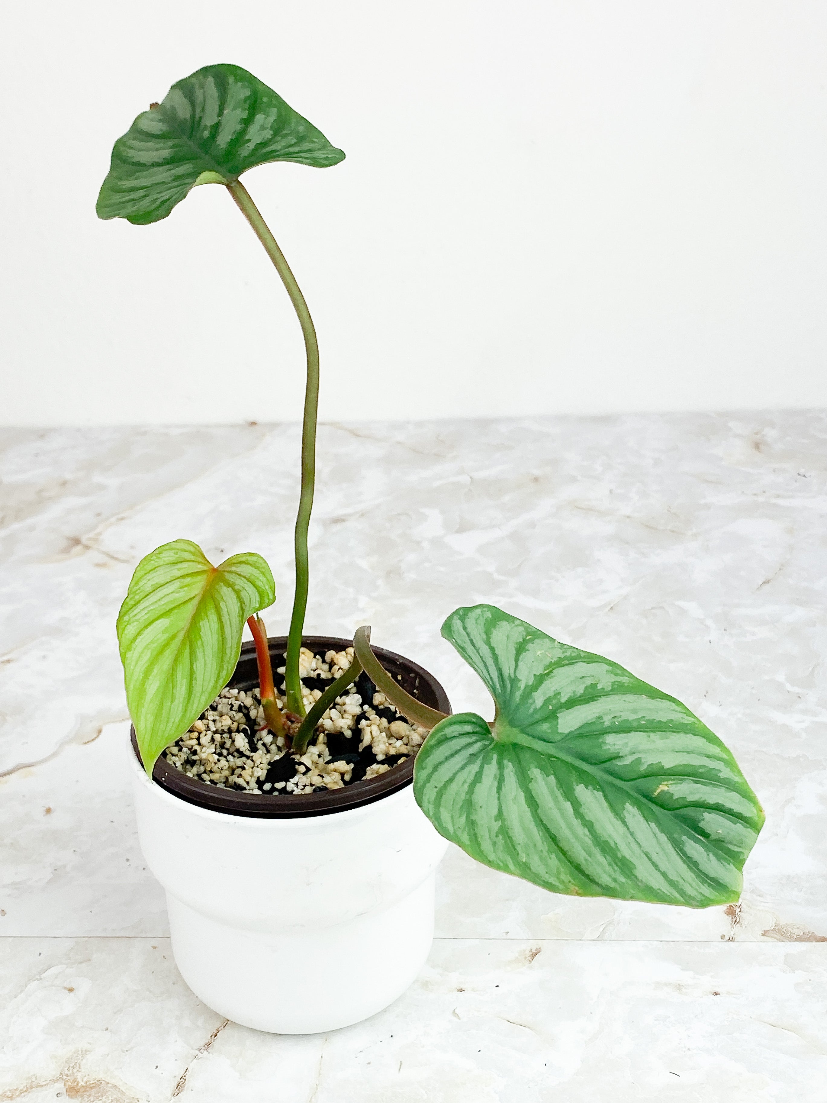 Philodendron Mamei Silver Cloud Rooted 3 leaves, 1 sprout