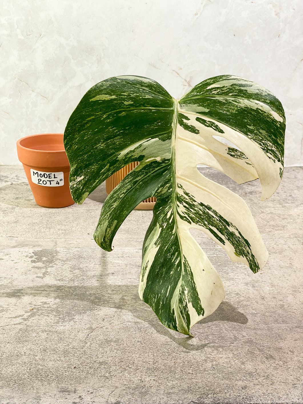 Monstera albo variegated 1 leaf slightly Rooted