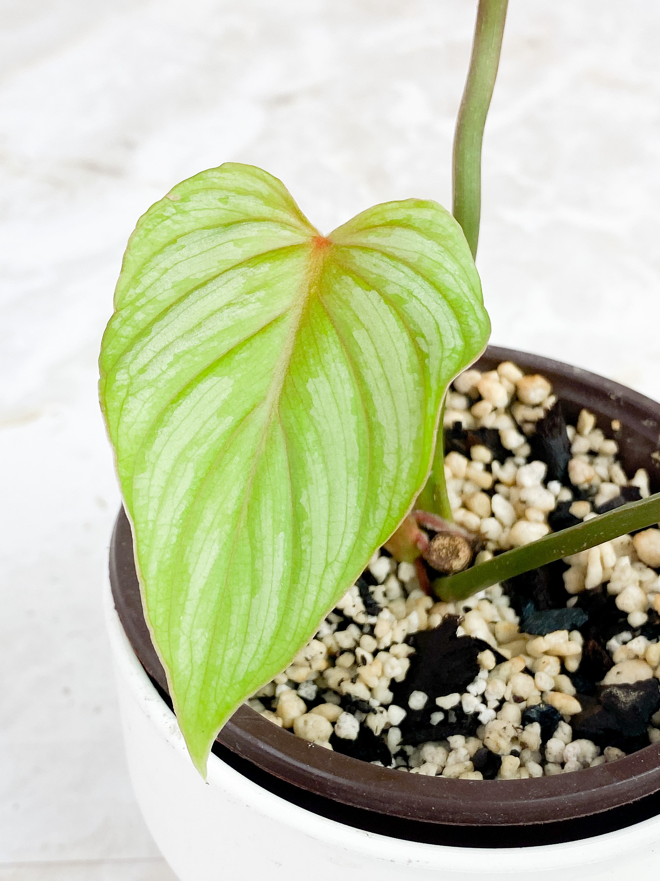 Philodendron Mamei Silver Cloud Rooted 3 leaves, 1 sprout