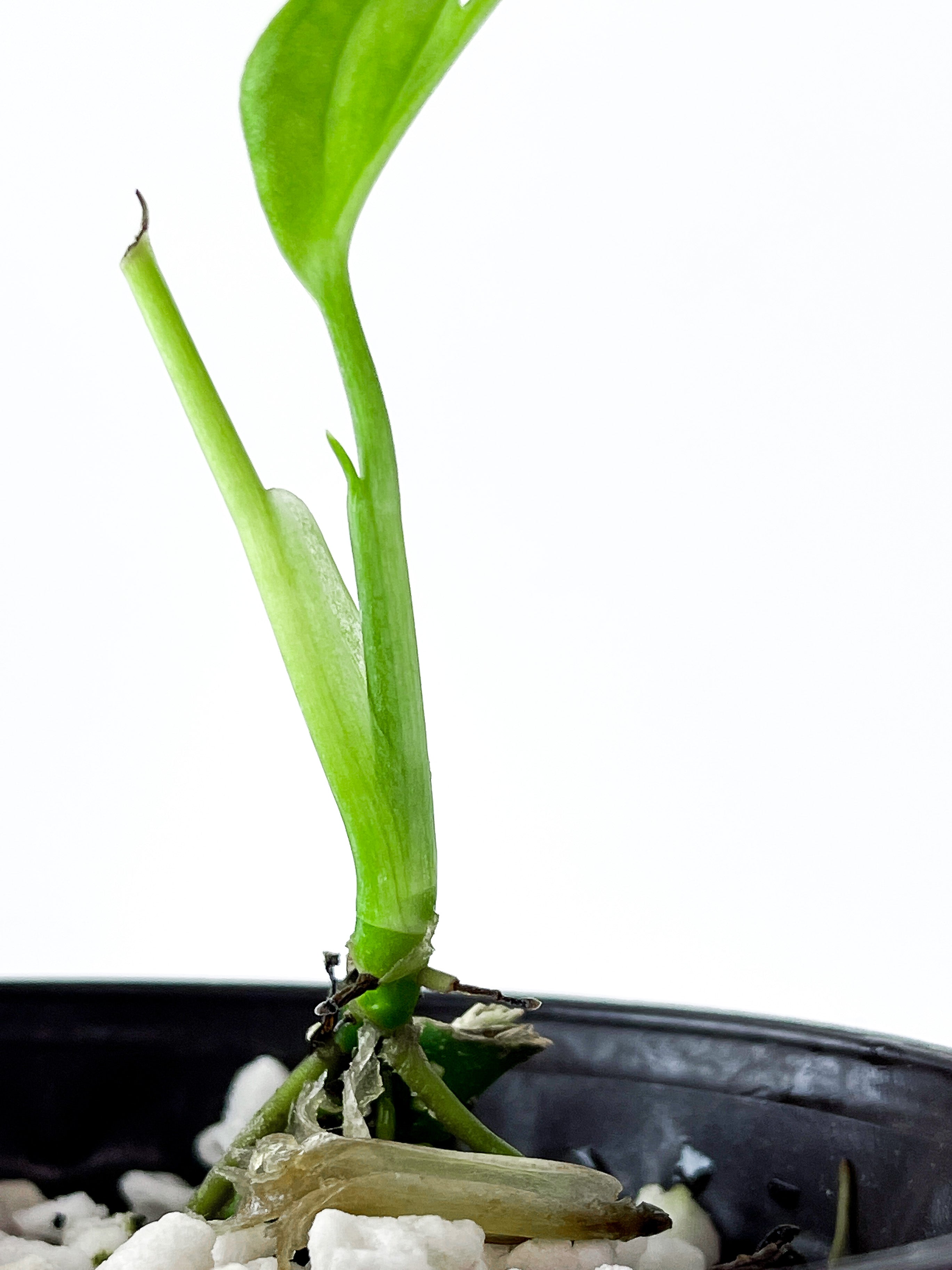 Monstera Esqueleto 1 leaf and 1 leaf is unfurling Rooted