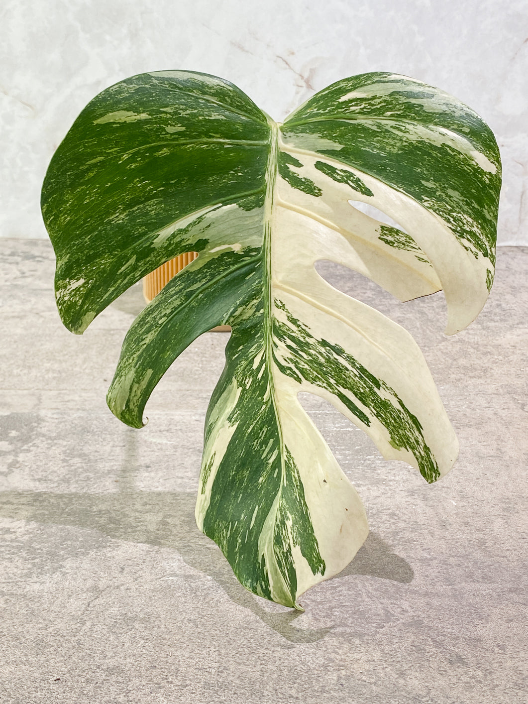 Monstera albo variegated 1 leaf slightly Rooted