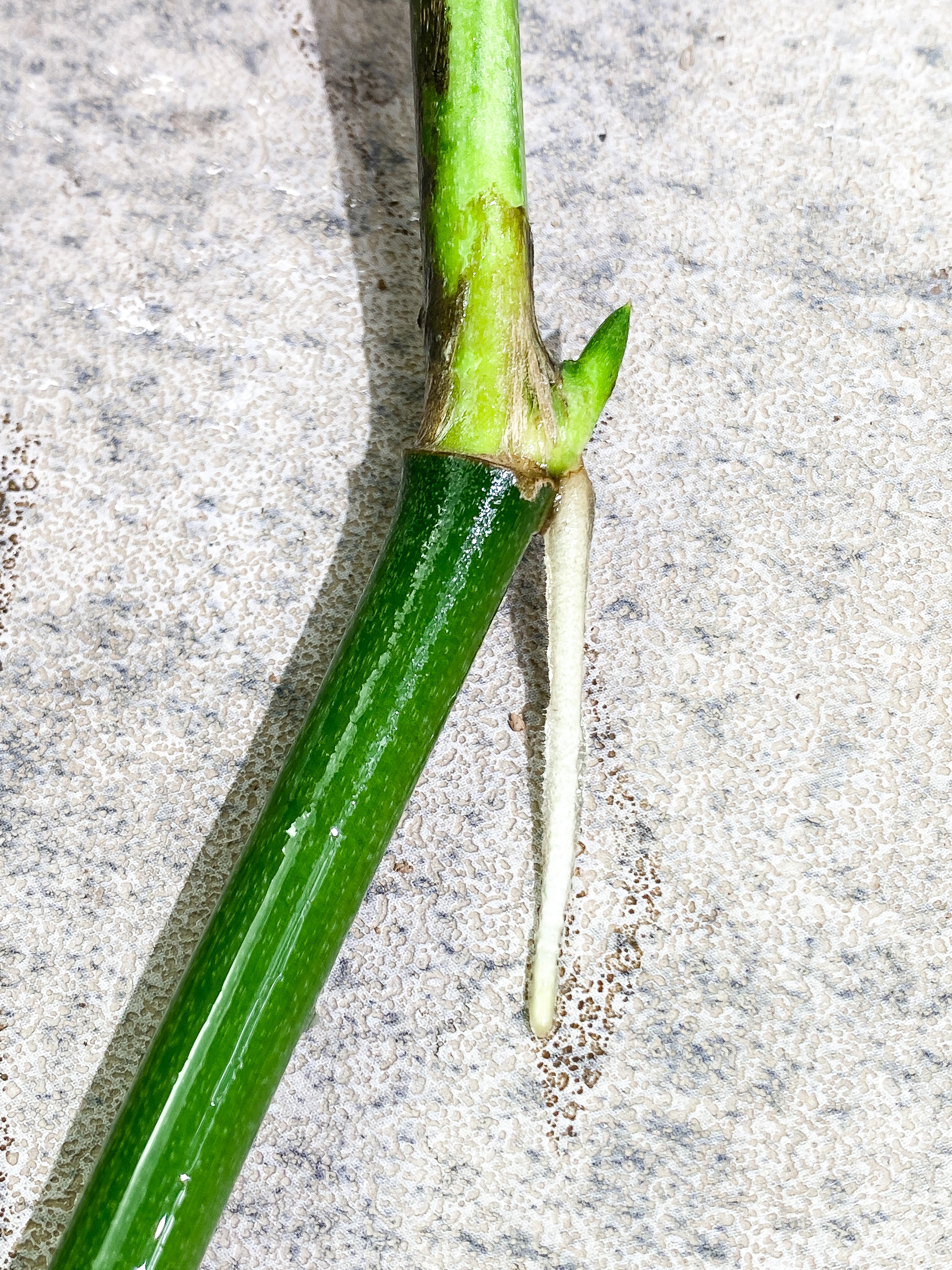 $5 Add-on Deal:  Monstera Esqueleto Rooting  sprout