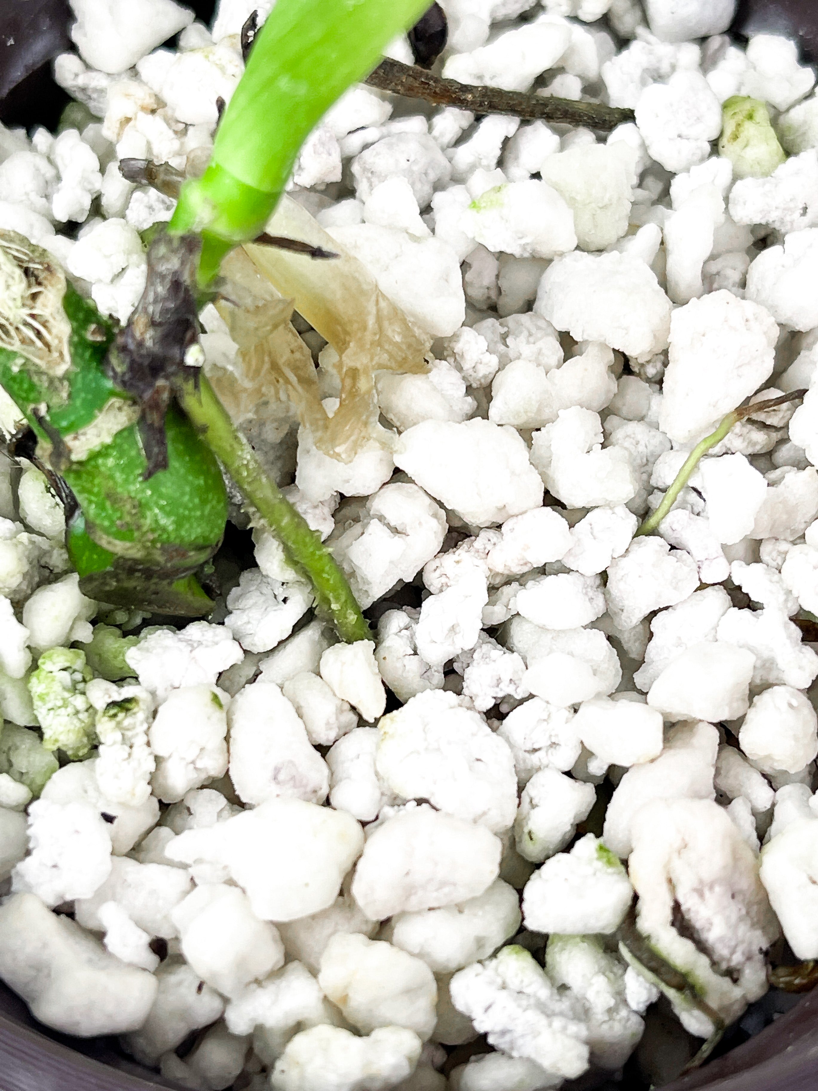 Monstera Esqueleto 1 leaf and 1 leaf is unfurling Rooted