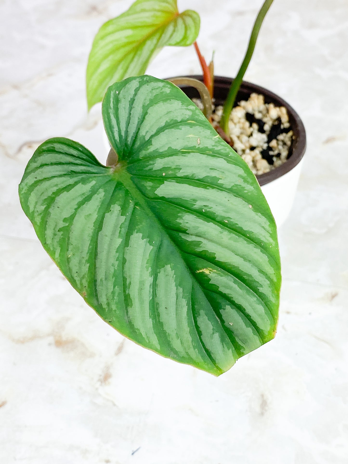 Philodendron Mamei Silver Cloud Rooted 3 leaves, 1 sprout