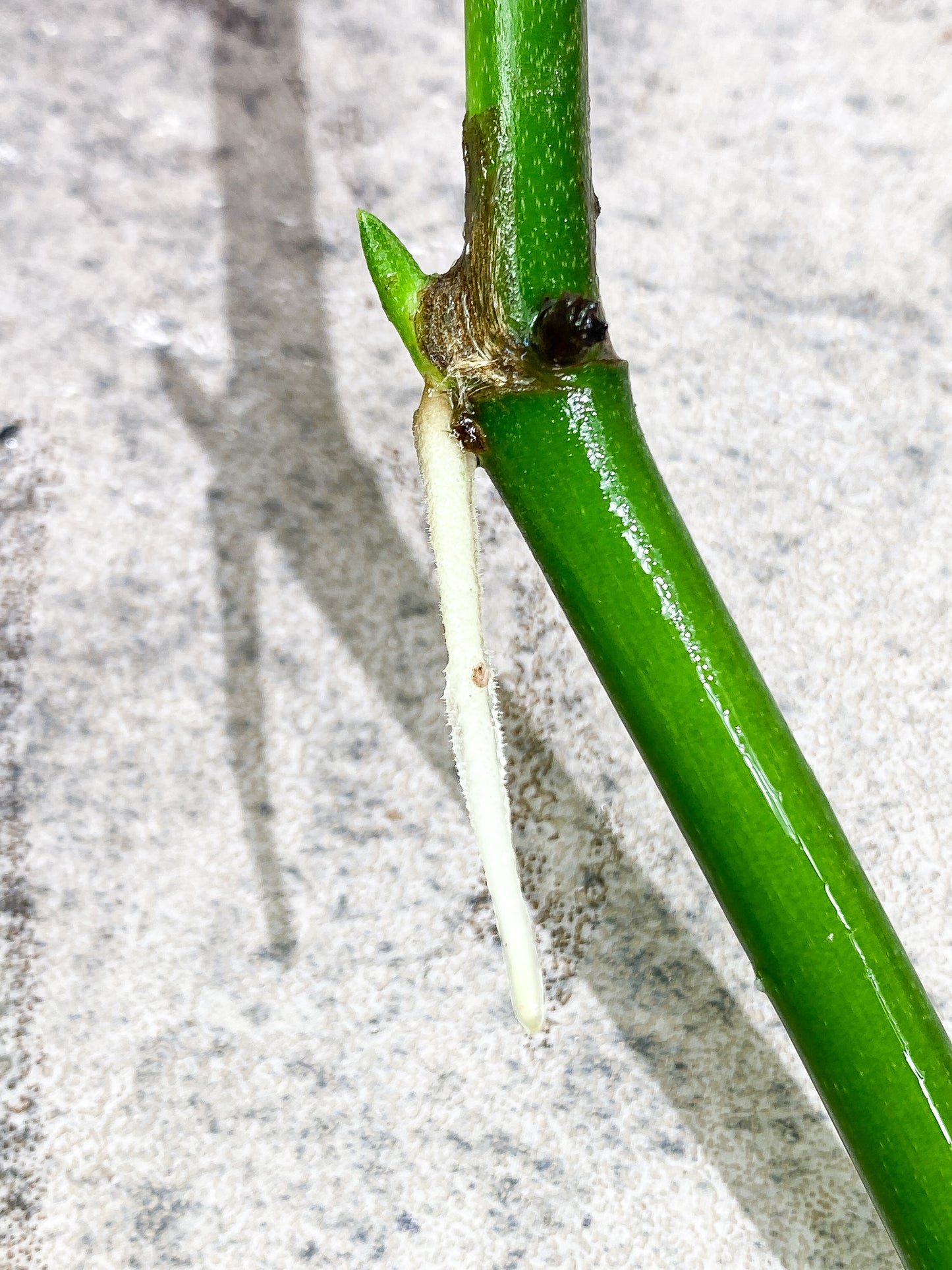 $5 Add-on Deal:  Monstera Esqueleto Rooting  sprout