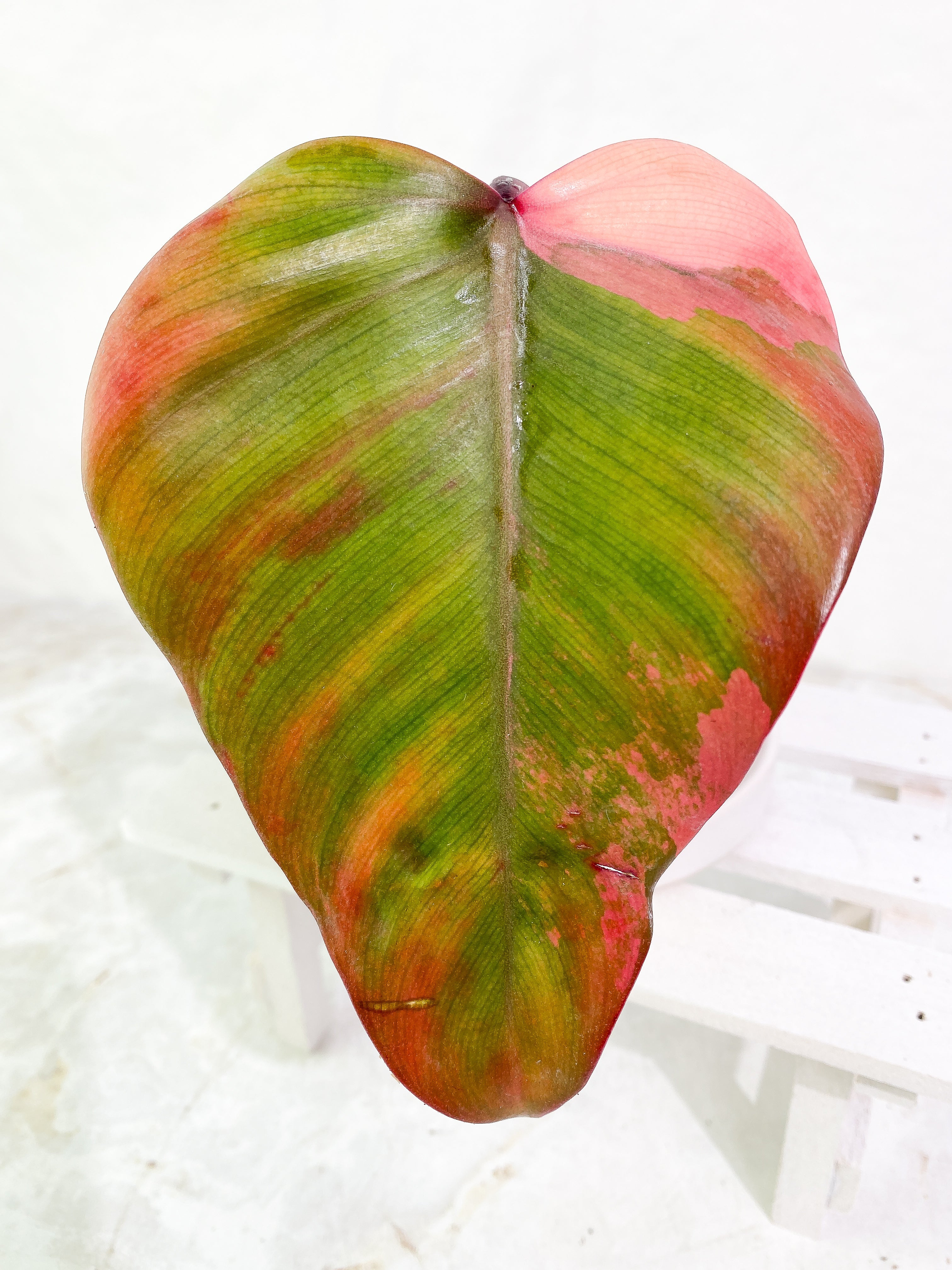 Philodendron Strawberry Shake 1 leaf Rooted