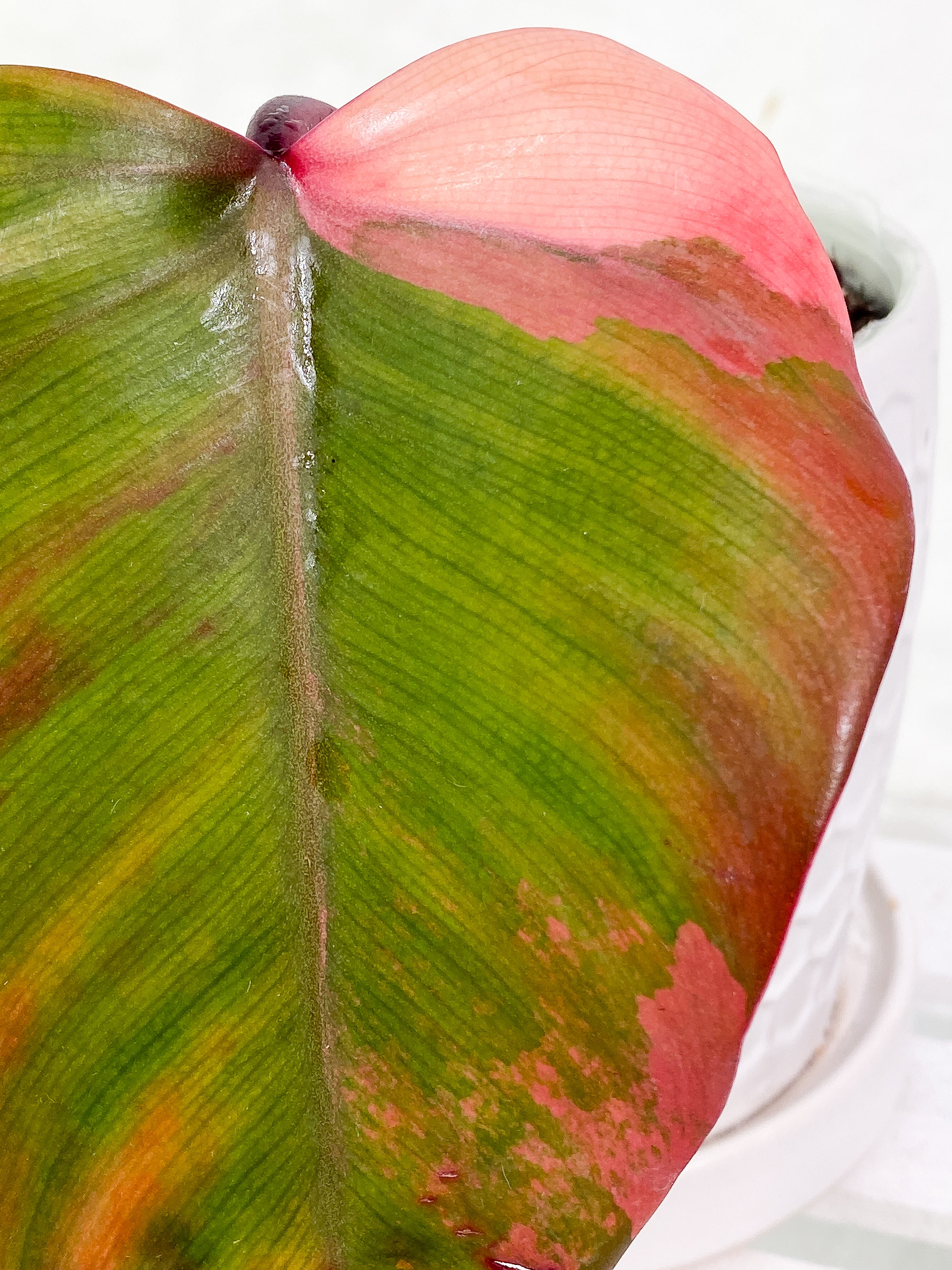 Philodendron Strawberry Shake 1 leaf Rooted