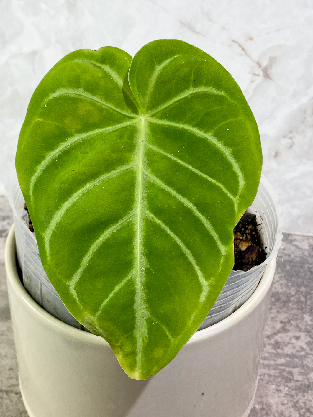 Anthurium magnificum radiante 1 leaf Rooted