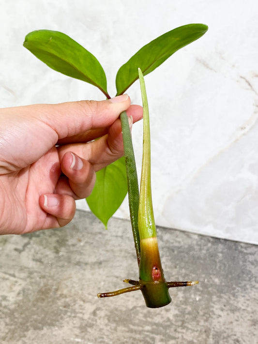 $5 Add-on Deal:  philodendron 69686 Rooting Top Cutting 1 leaf 1 sprout