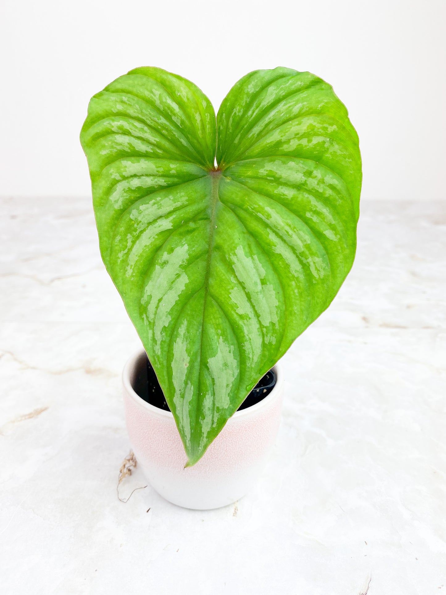 Philodendron Mamei Silver Cloud Rooting 1 leaf , 1 sprout