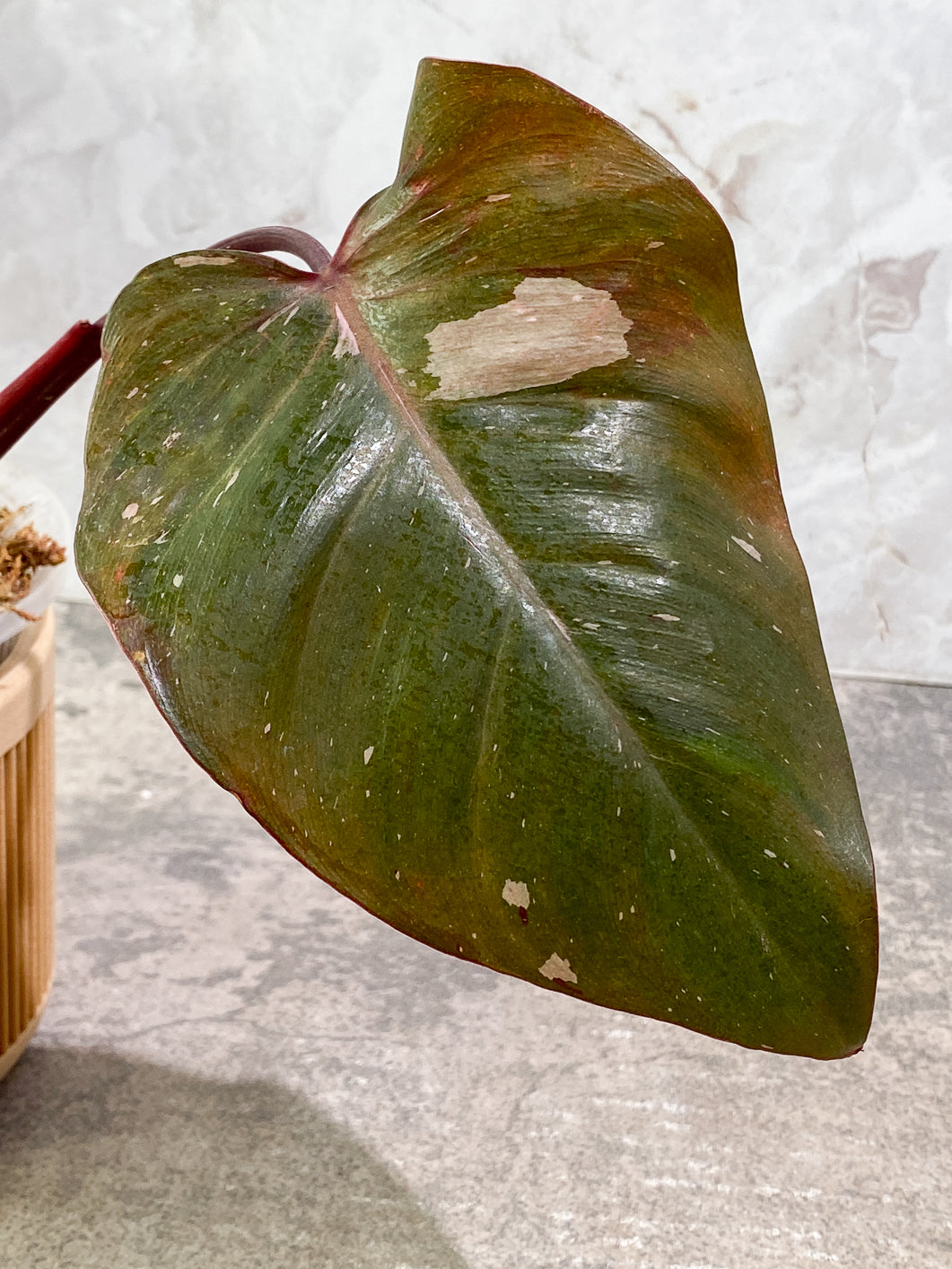 Philodendron Red Anderson 2 leaves Slightly Rooted