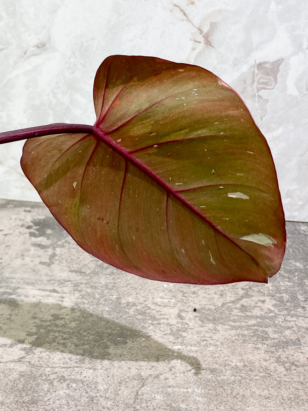 Philodendron Red Anderson 2 leaves Slightly Rooted