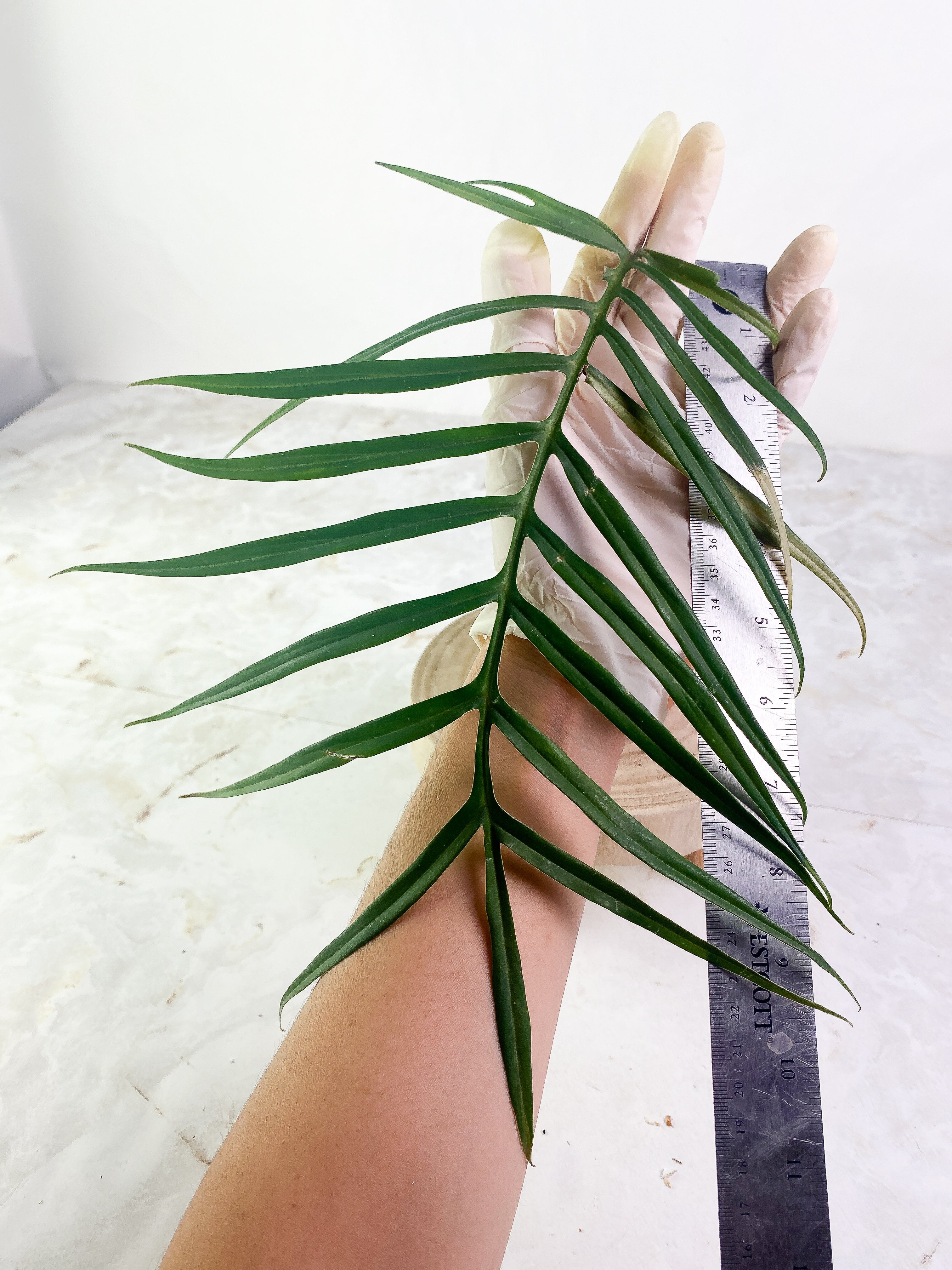 Philodendron Tortum 1 huge leaf rooted
