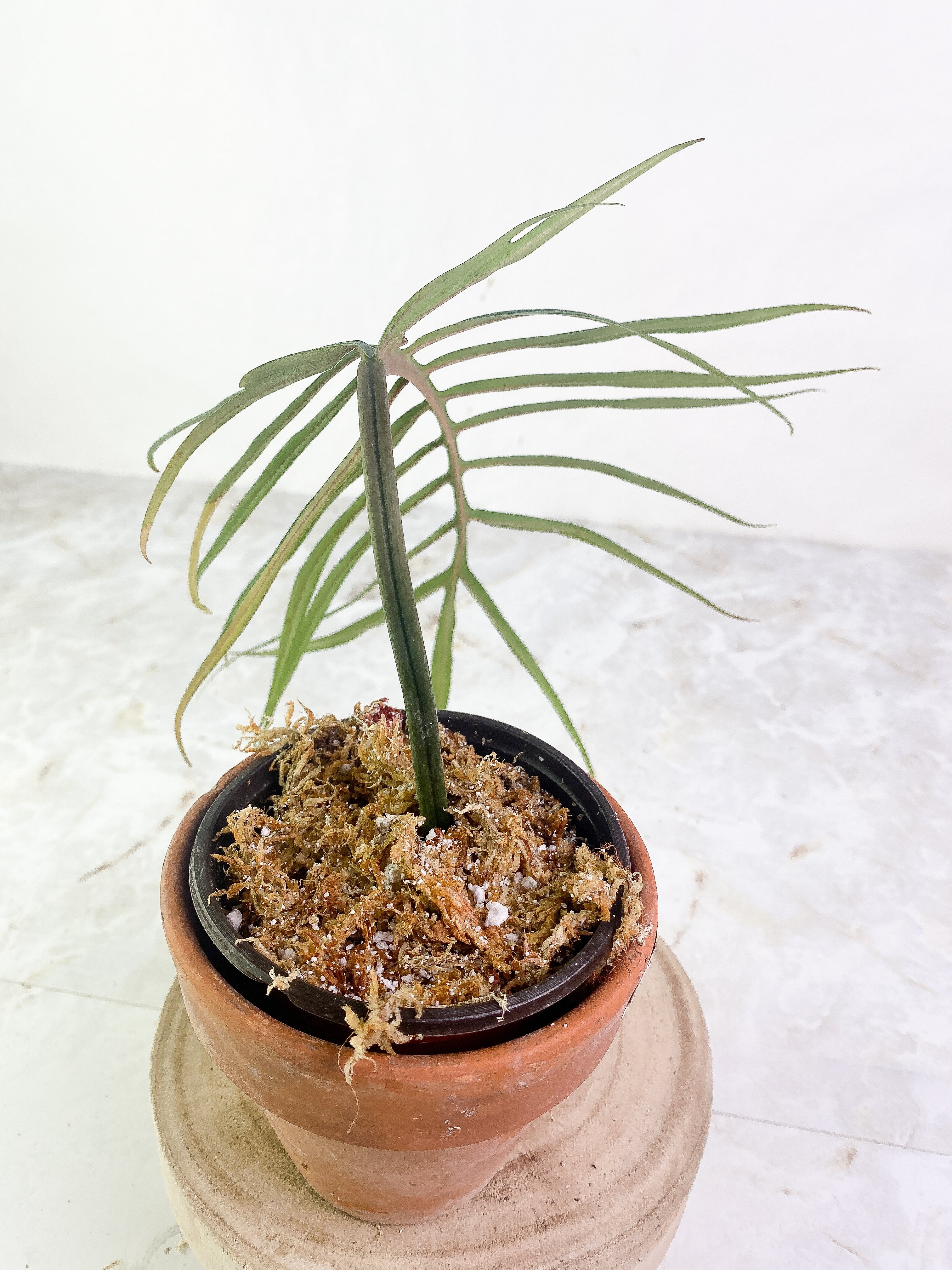 Philodendron Tortum 1 huge leaf rooted