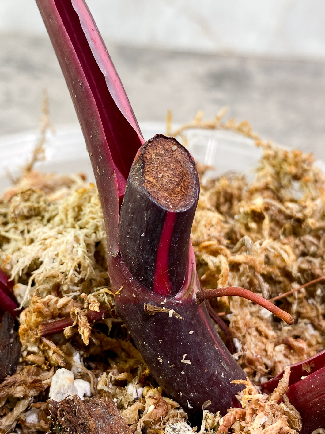 Philodendron Red Anderson 2 leaves Slightly Rooted