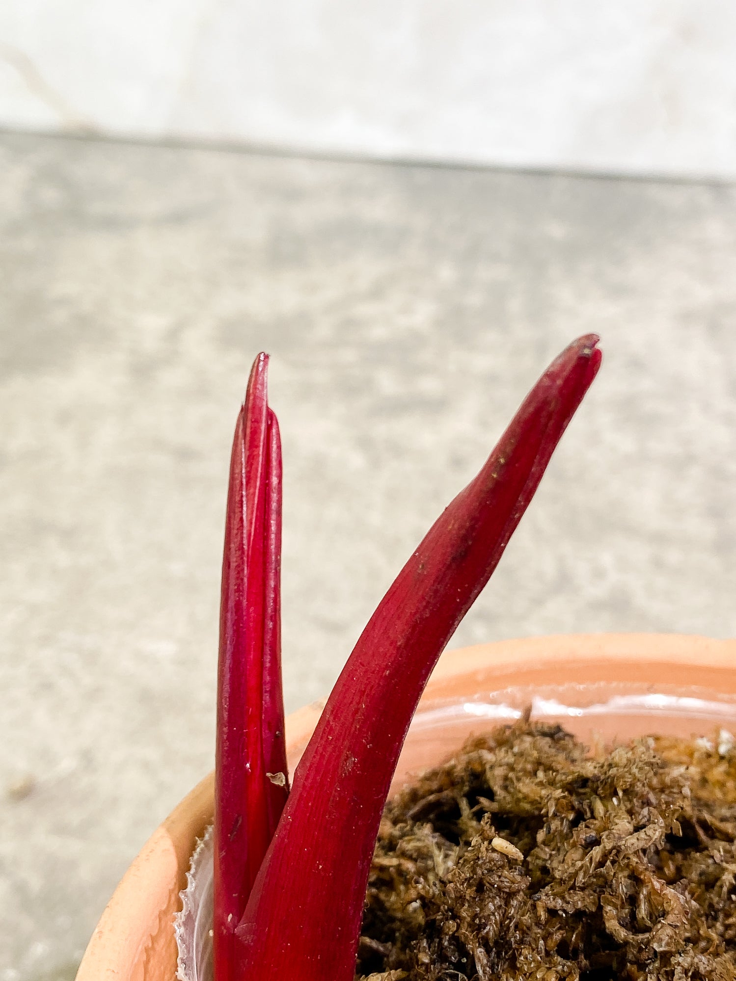 Philodendron Strawberry Shake rooting sprout