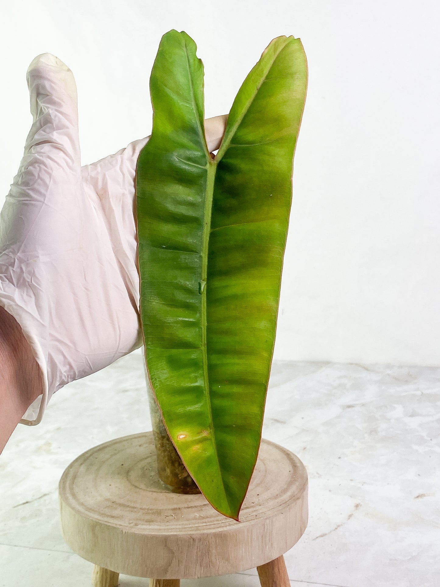 Philodendron Billietae 1 leaf Slightly Rooted