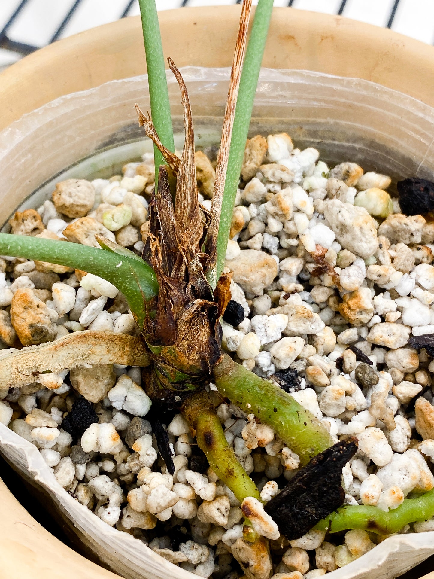 anthurium Vittarifolium Rooted 3 leaves