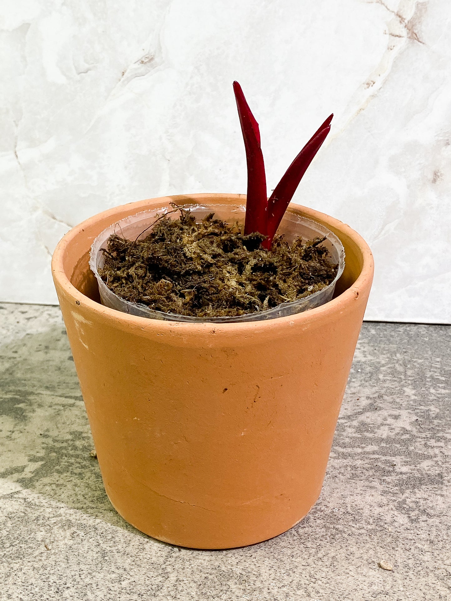 Philodendron Strawberry Shake rooting sprout