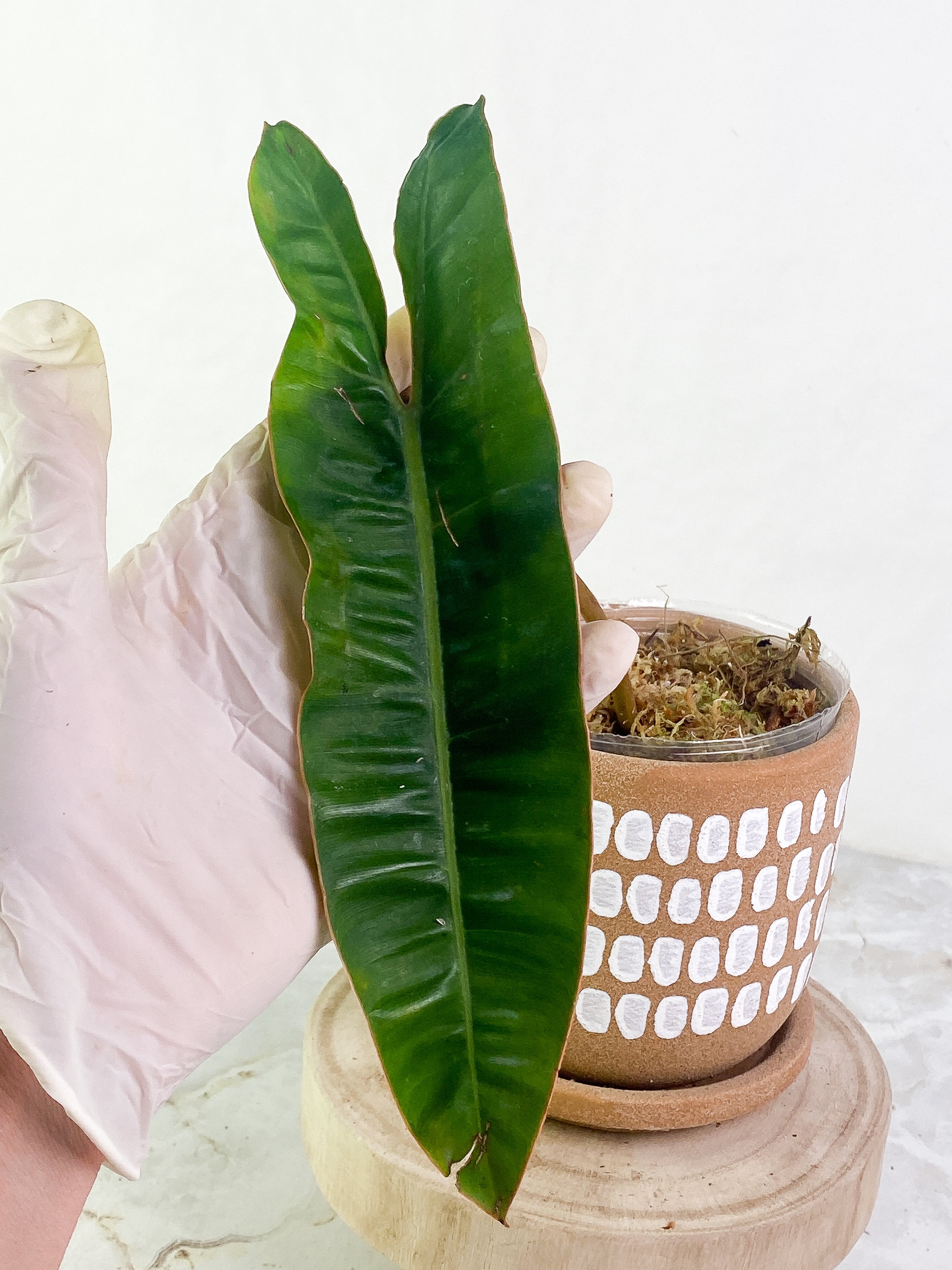 Philodendron Billietae 1 leaf 1 bud Slightly Rooted