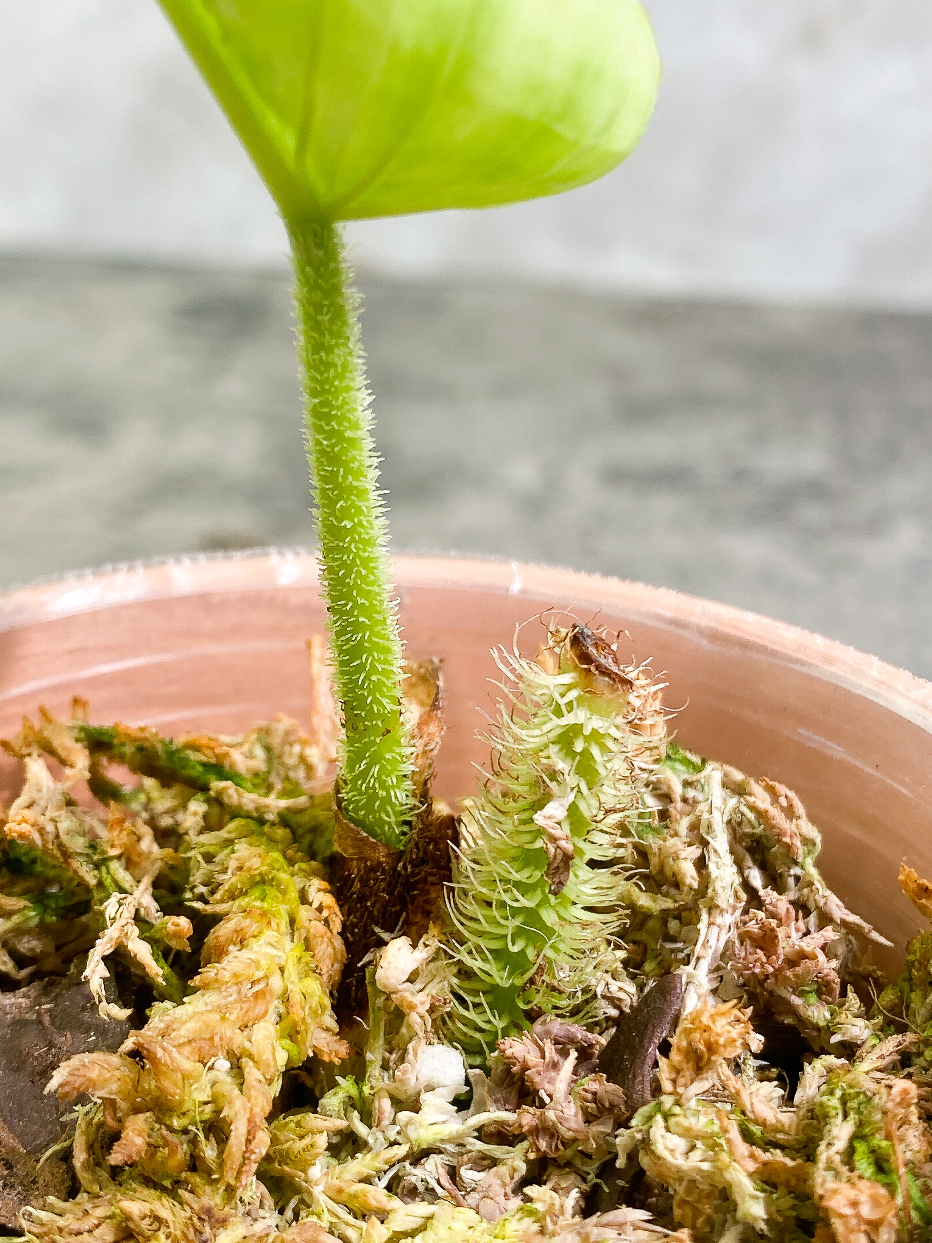 Philodendron Serpens Rooted 1 leaf 1 growing bud