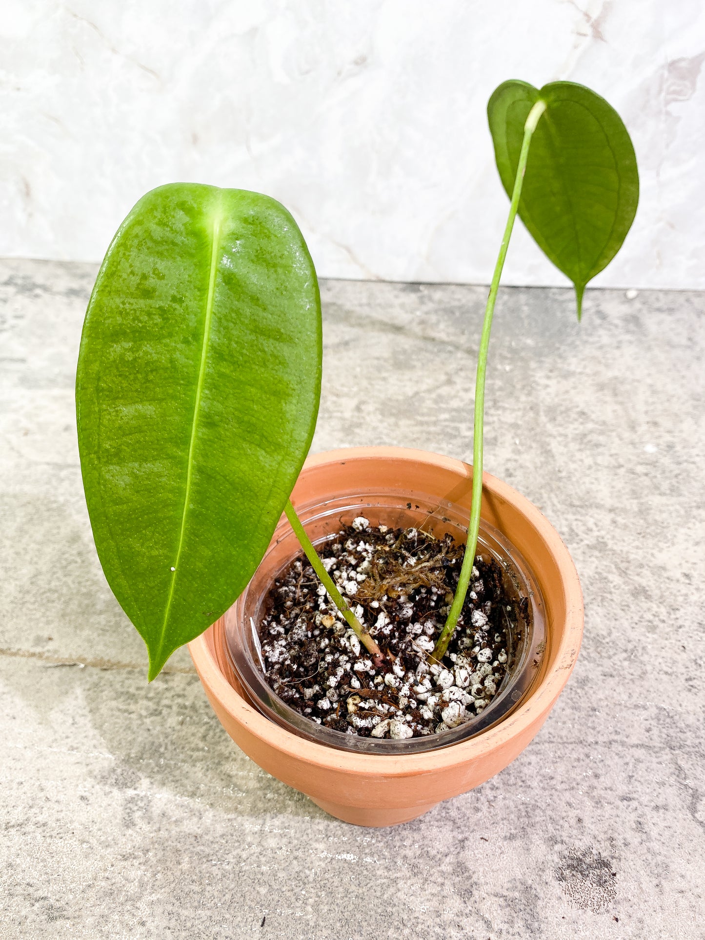 Anthurium Peltigerum long and narrow 2 leaves 1 sprout Rooting in soil