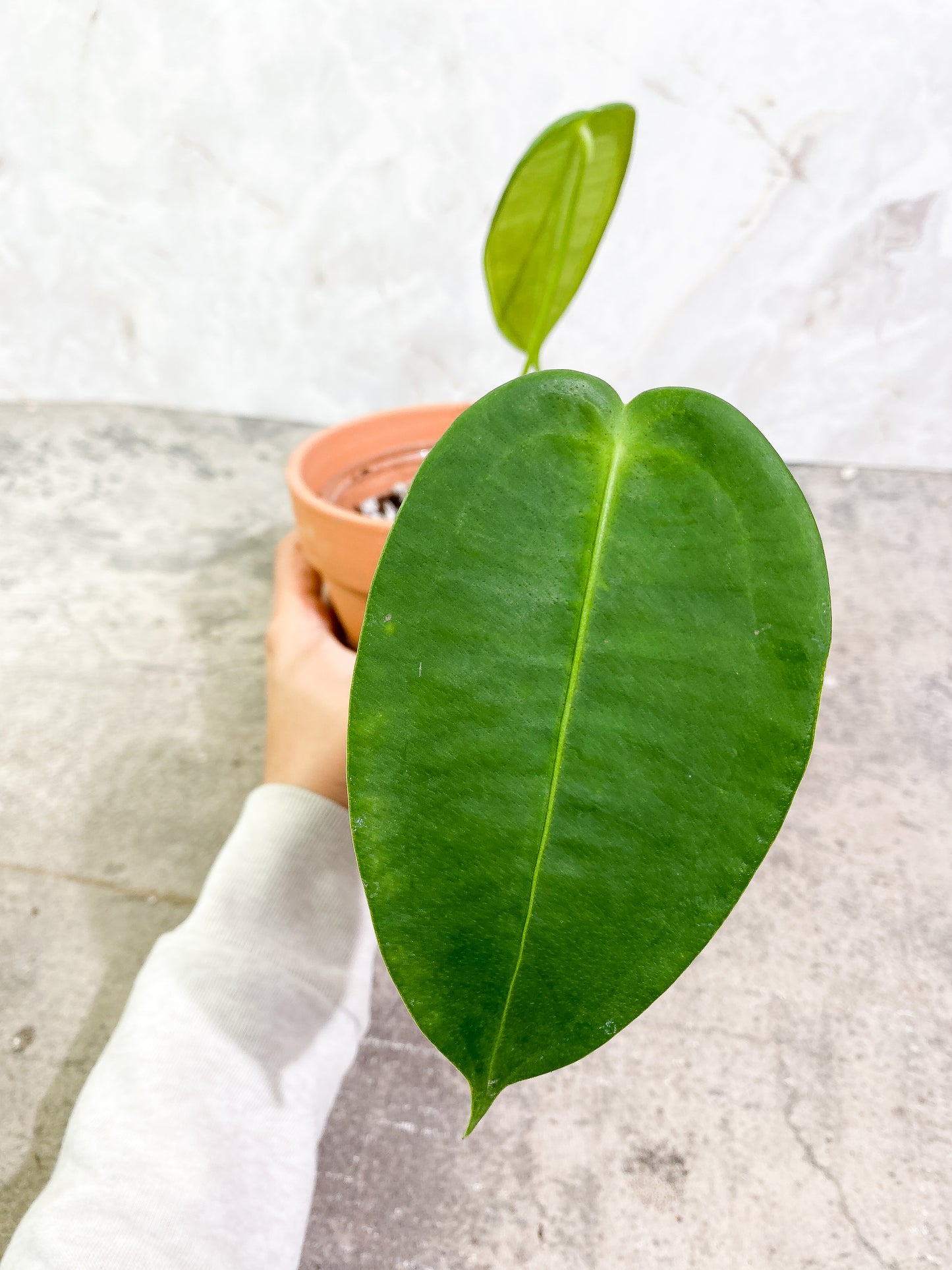 Anthurium Peltigerum long and narrow 2 leaves 1 sprout Rooting in soil