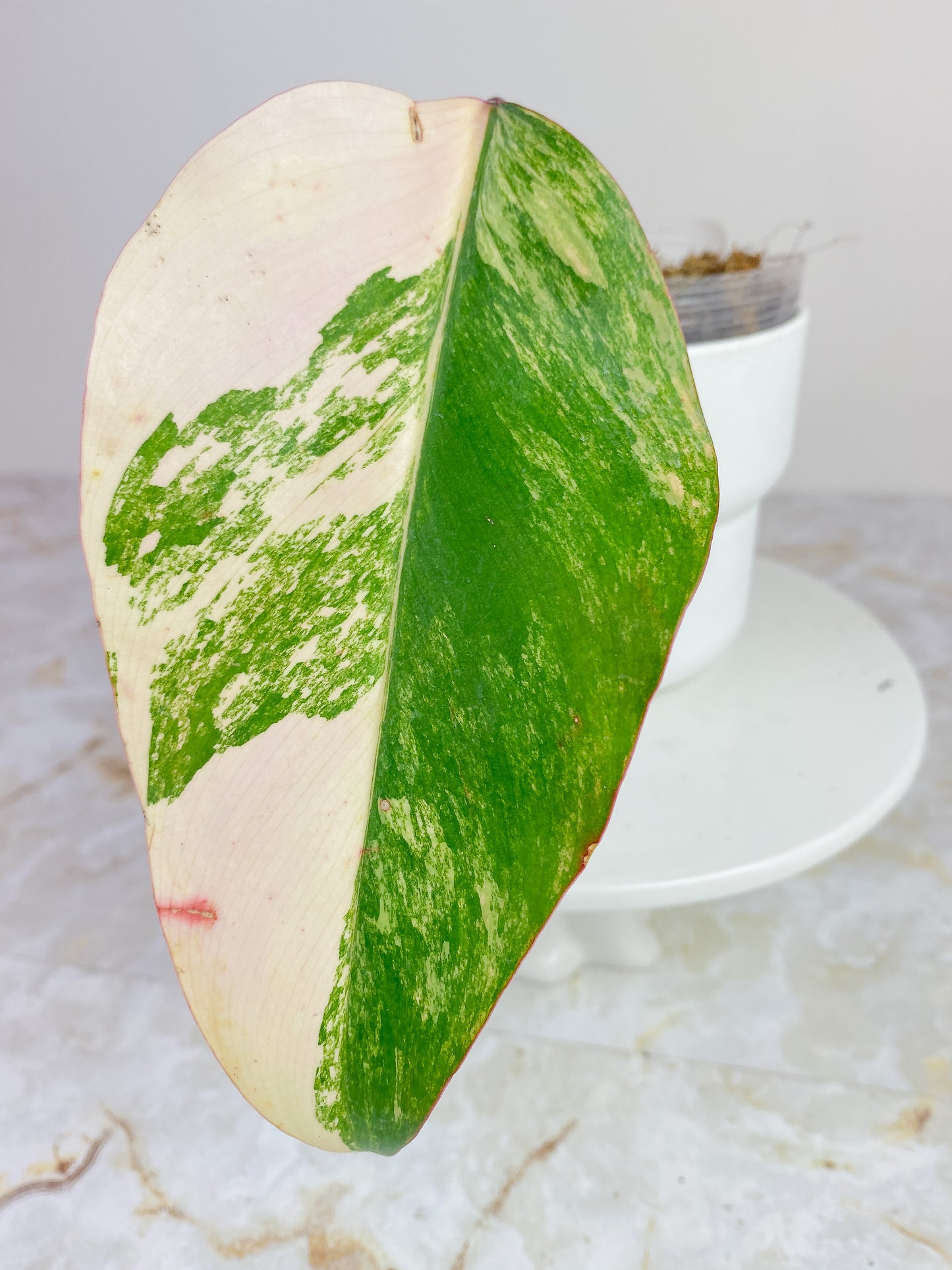 Philodendron Strawberry Shakes Half Moon Rooted