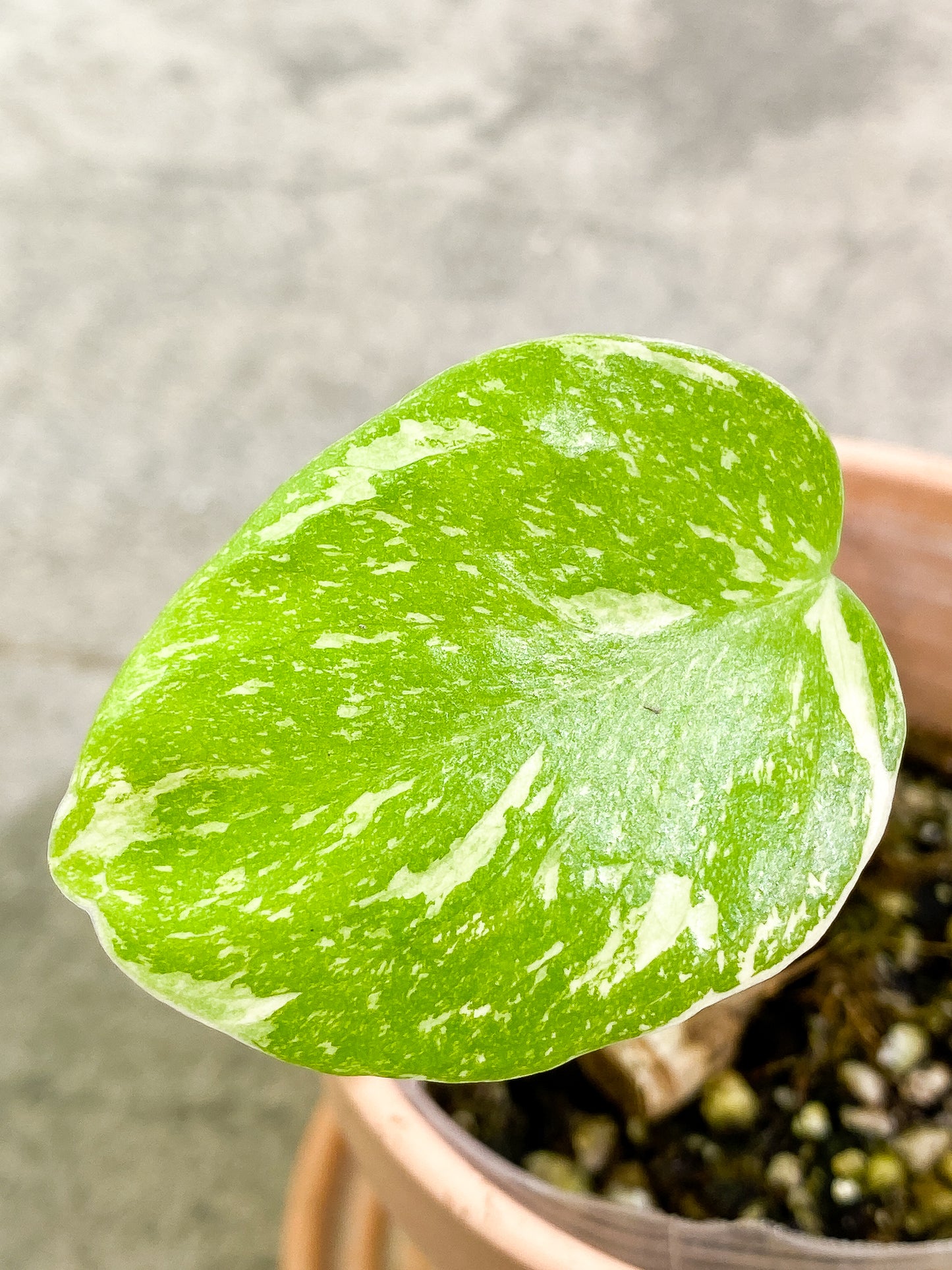 Monstera Thai Constellation 1 leaf 1 sprout rooting