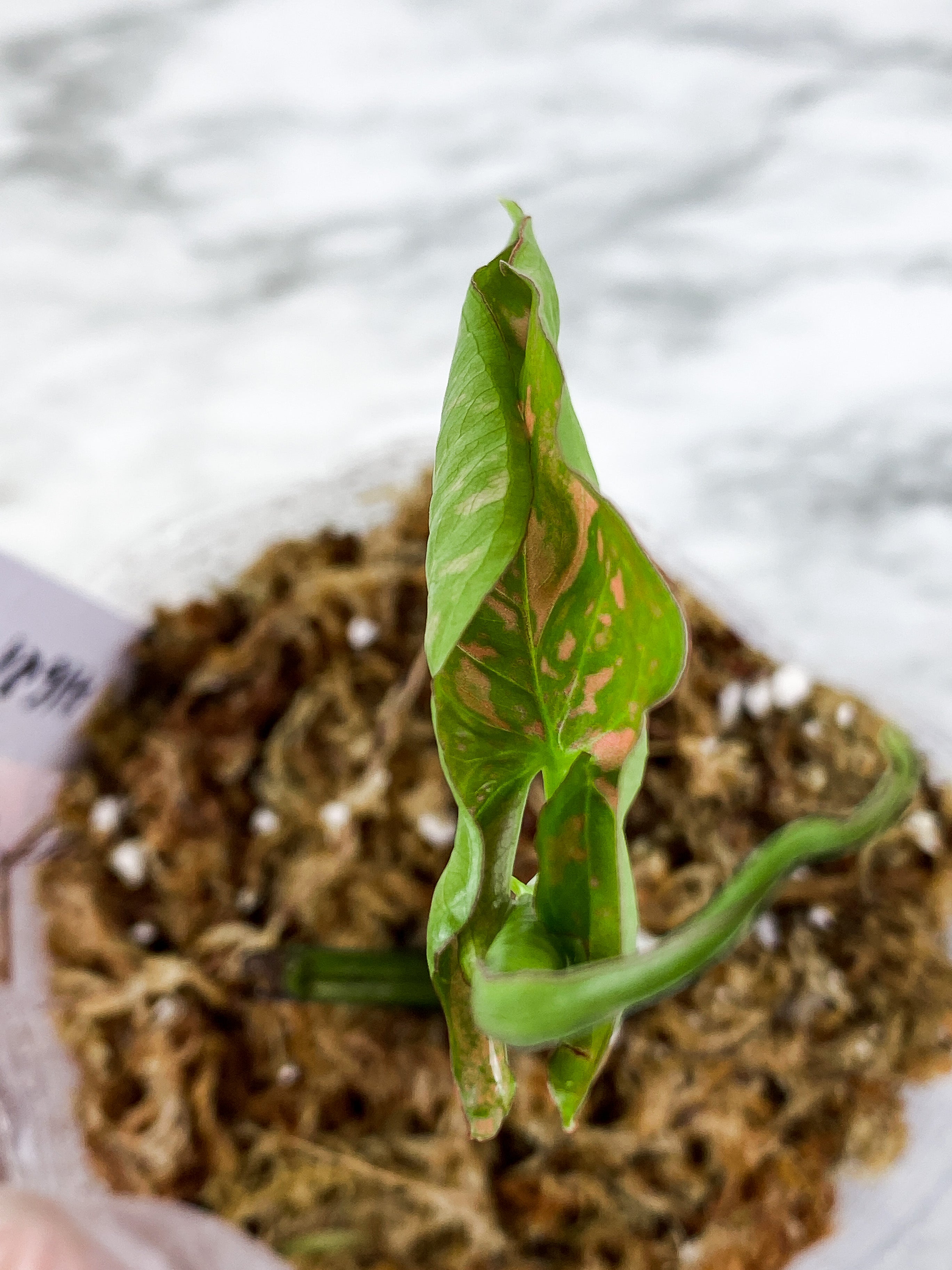 Syngonium Pink Flecked rooted 2 leaves