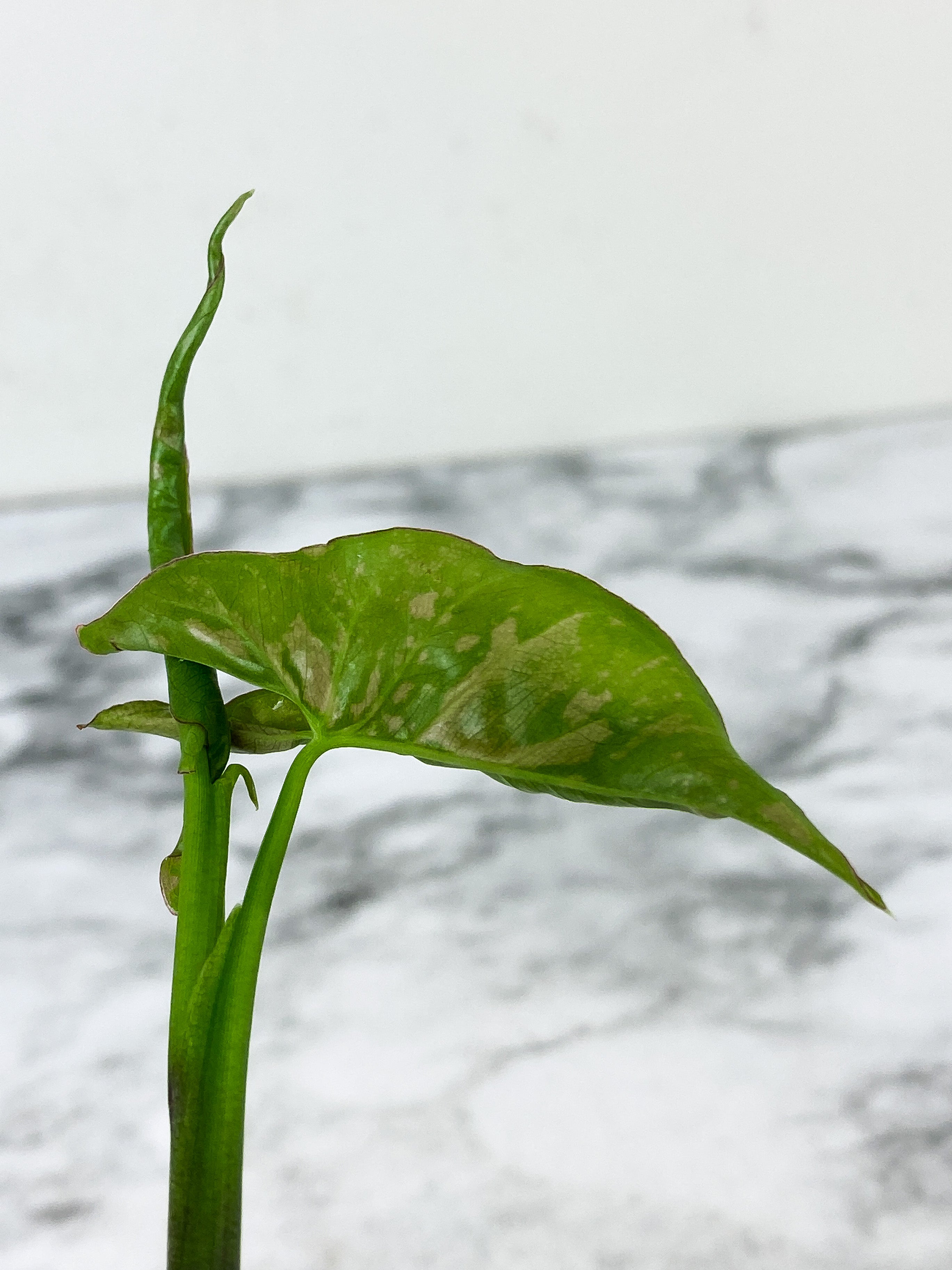 Syngonium Pink Flecked rooted 2 leaves