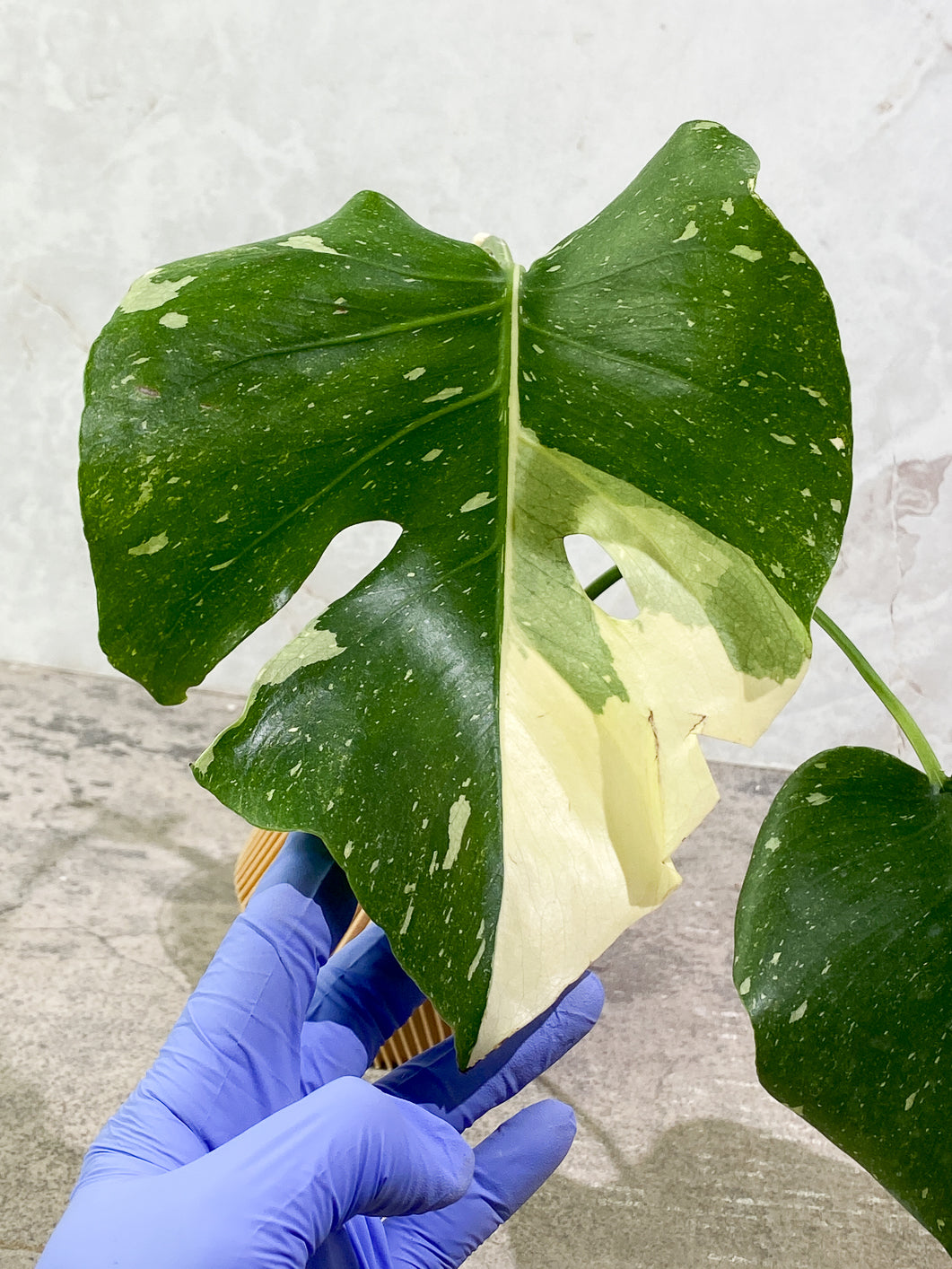 Monstera Thai Constellation 2 leaves Rooting