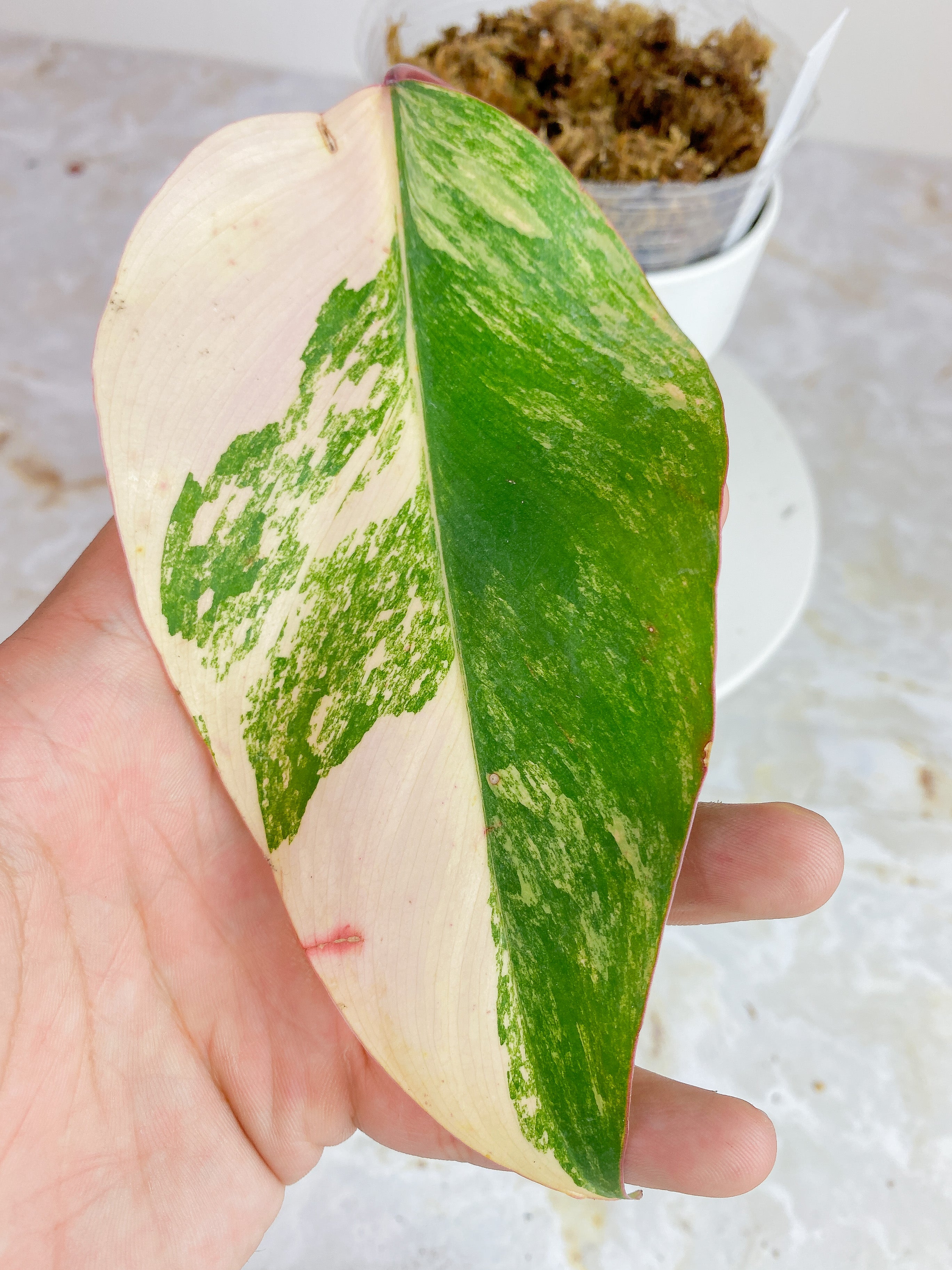 Philodendron Strawberry Shakes Half Moon Rooted