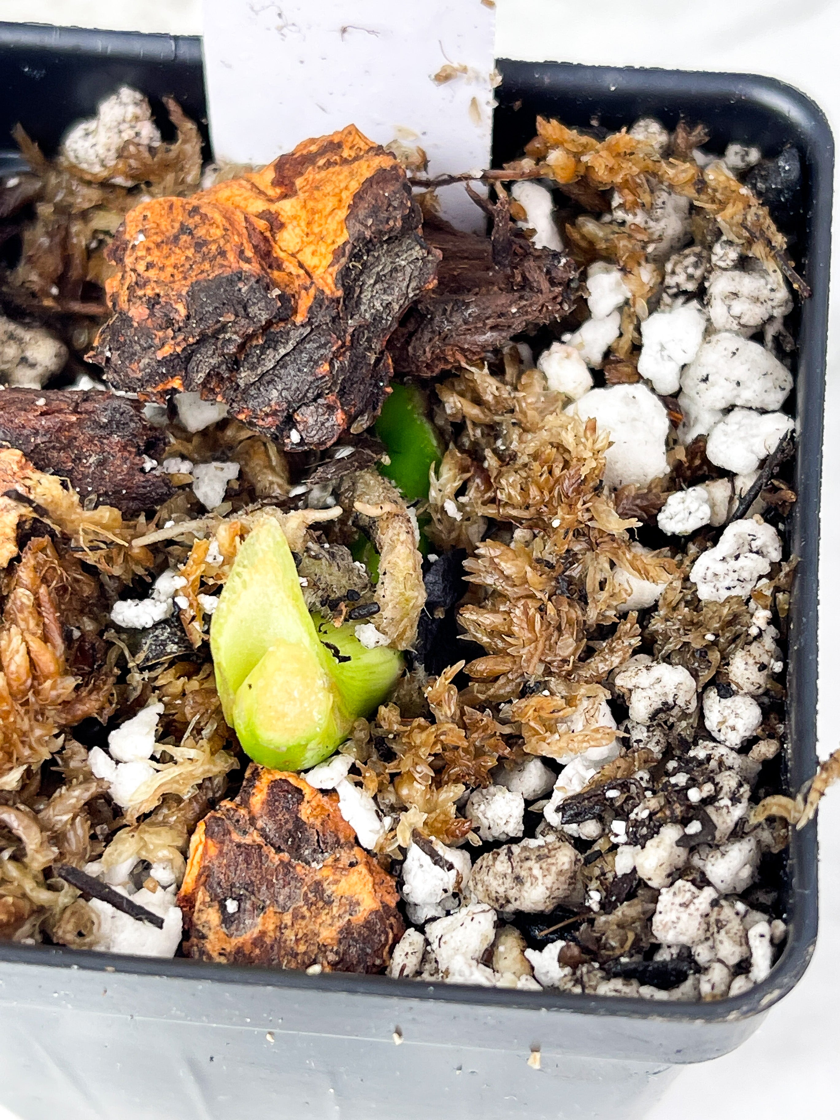 Philodendron Gigas rooted node (Read Description)