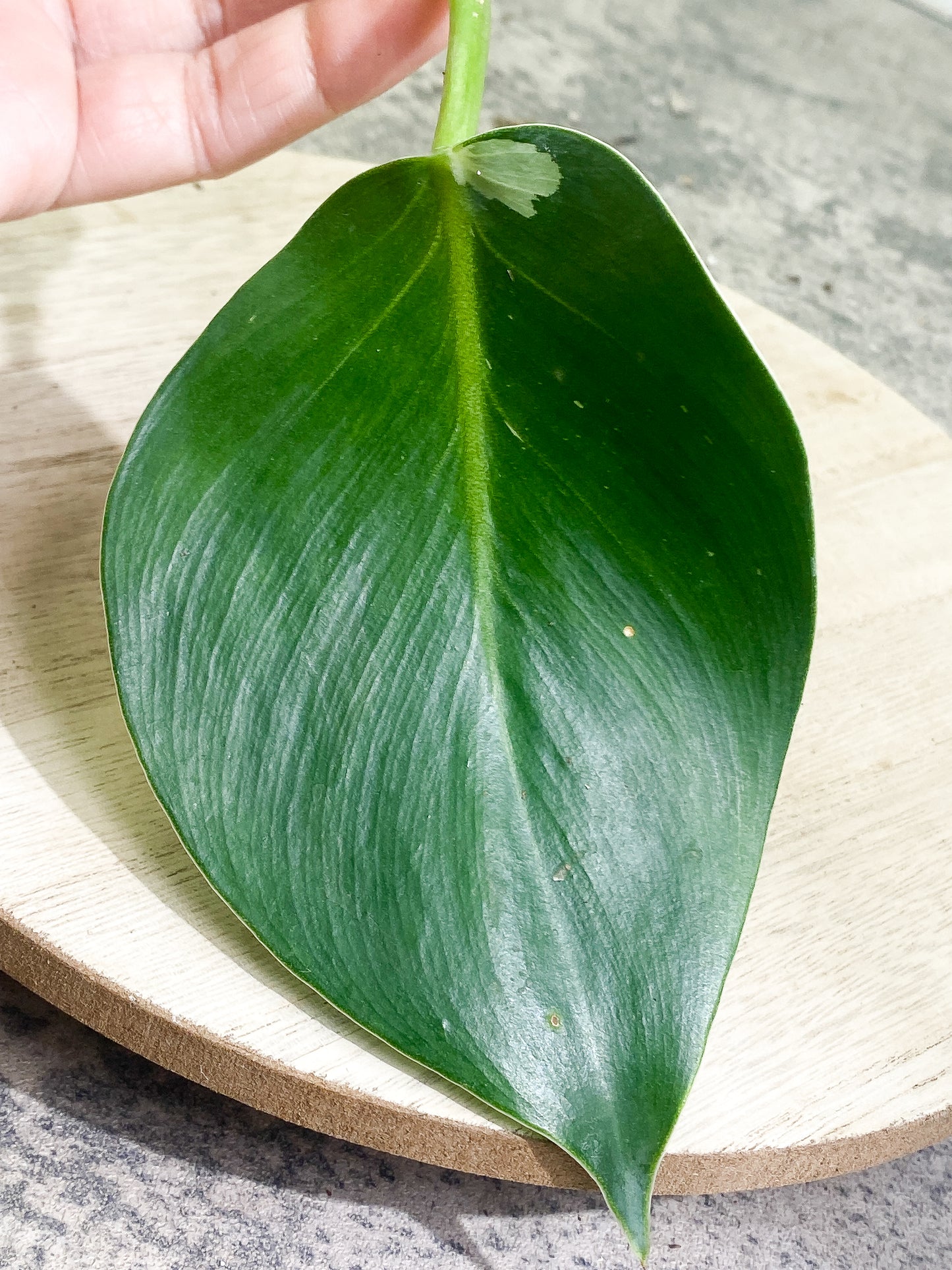 Philodendron White Wizard Rooting cutting 1 leaf 1 sprout  from Highly Variegated  mother plant