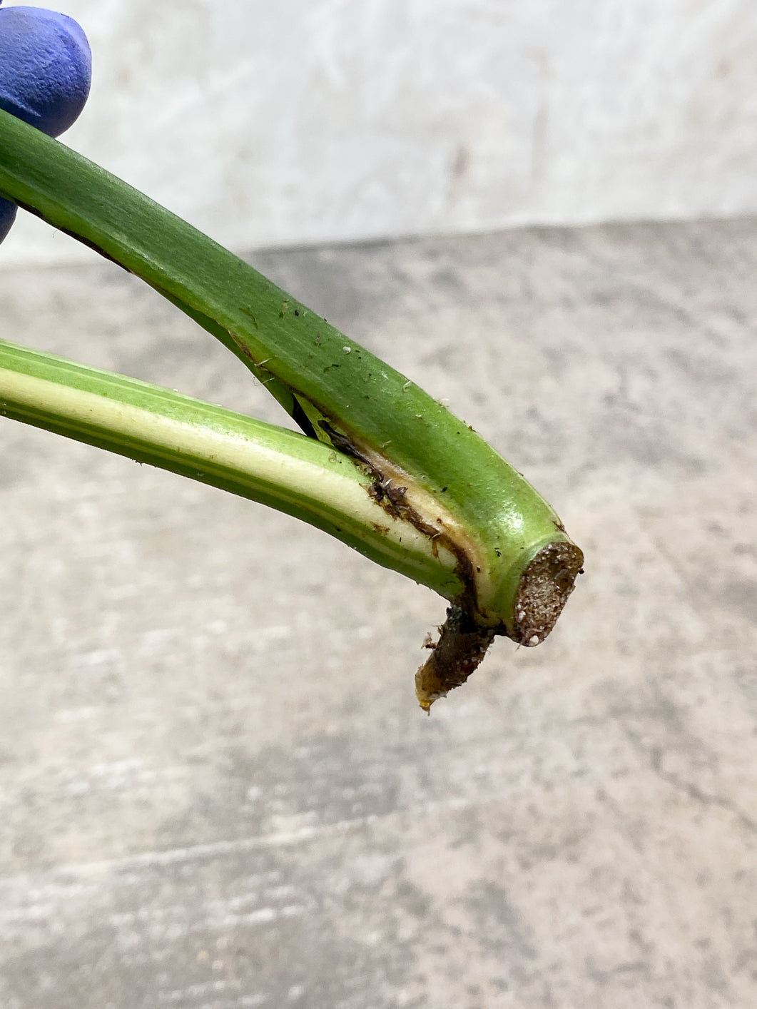 Monstera Thai Constellation 2 leaves Rooting