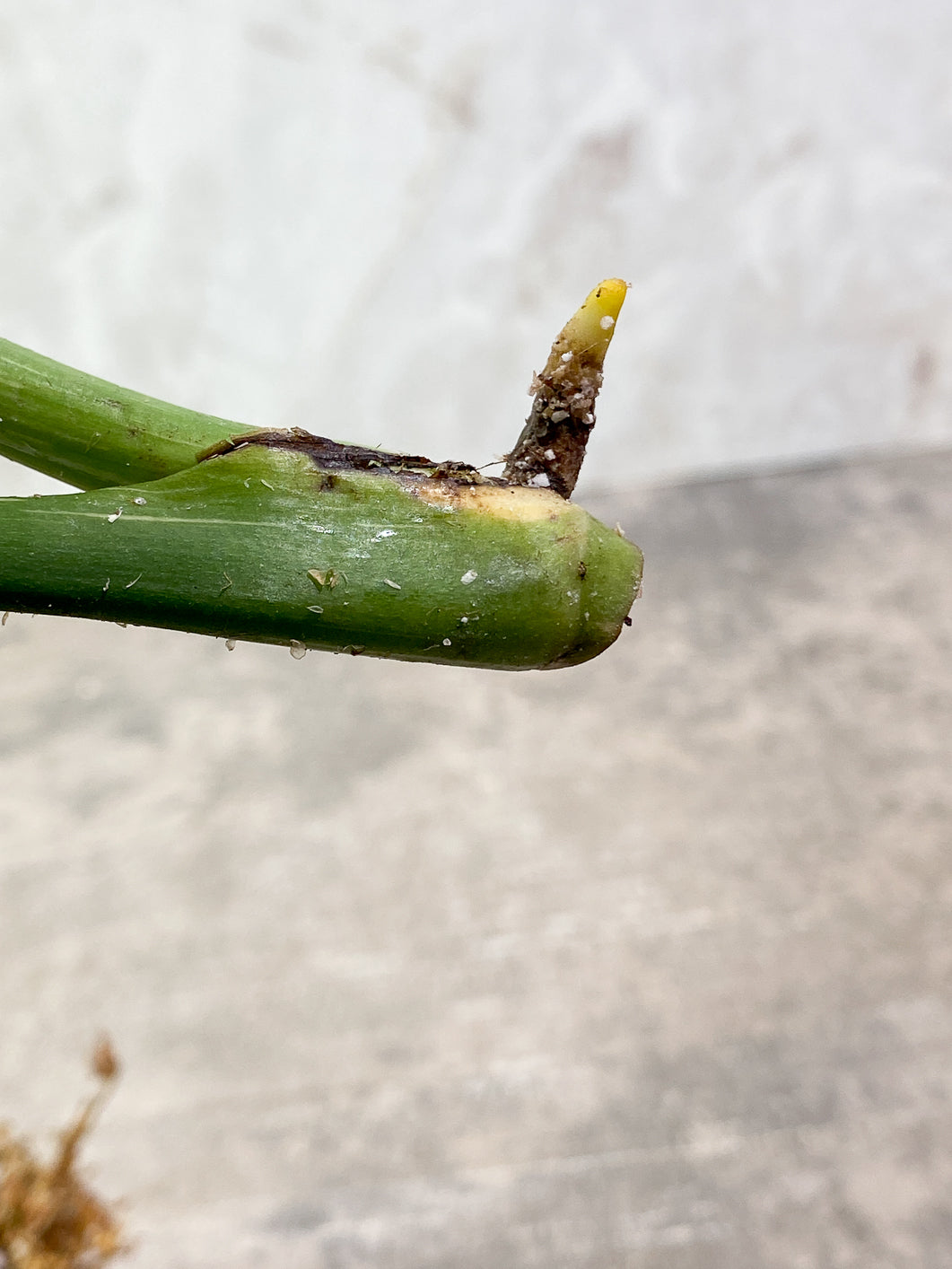 Monstera Thai Constellation 2 leaves Rooting