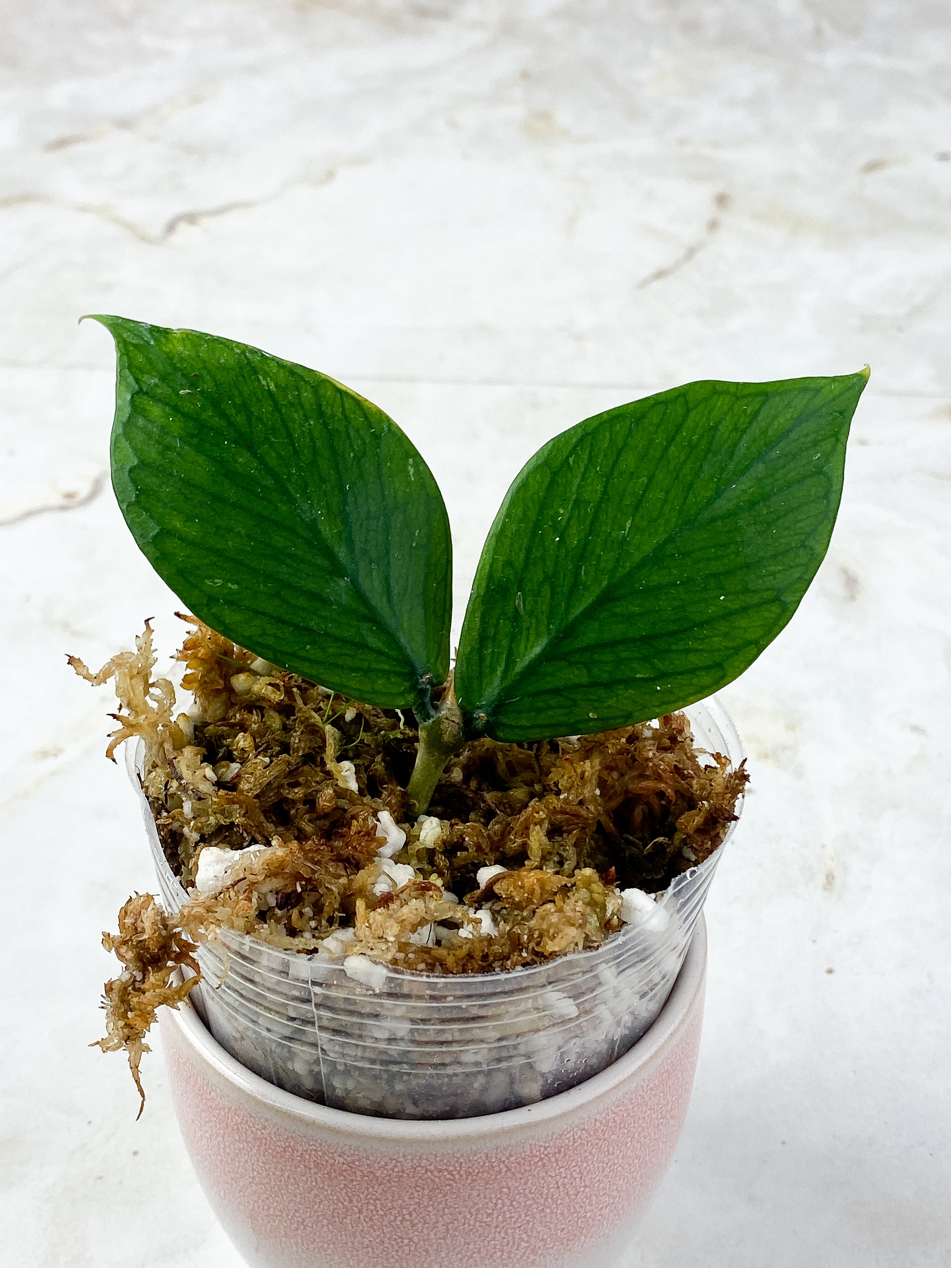 Hoya Polyneura Rooted 2 leaves 1 sprout