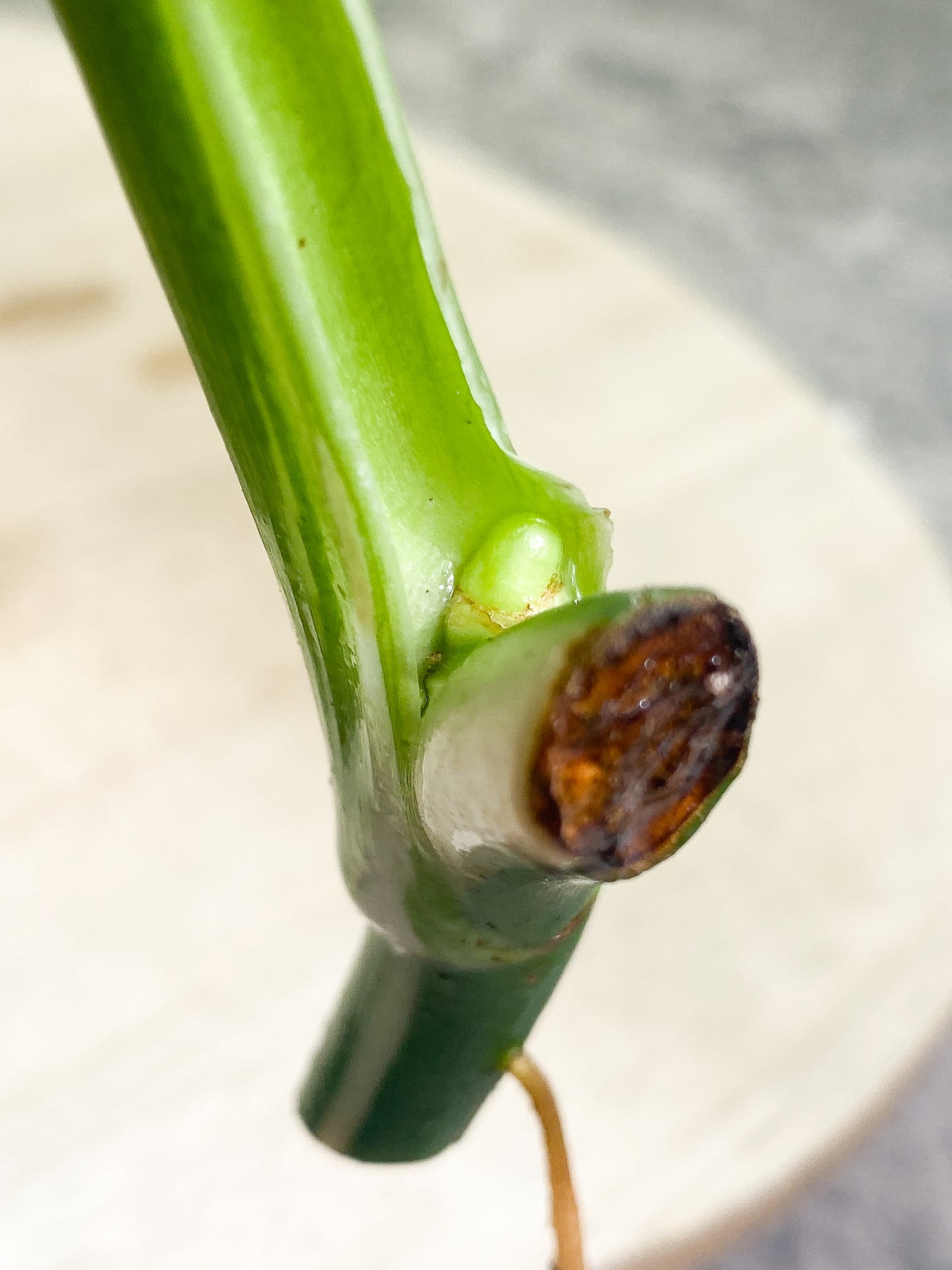 Philodendron White Wizard Rooting cutting 1 leaf 1 sprout  from Highly Variegated  mother plant