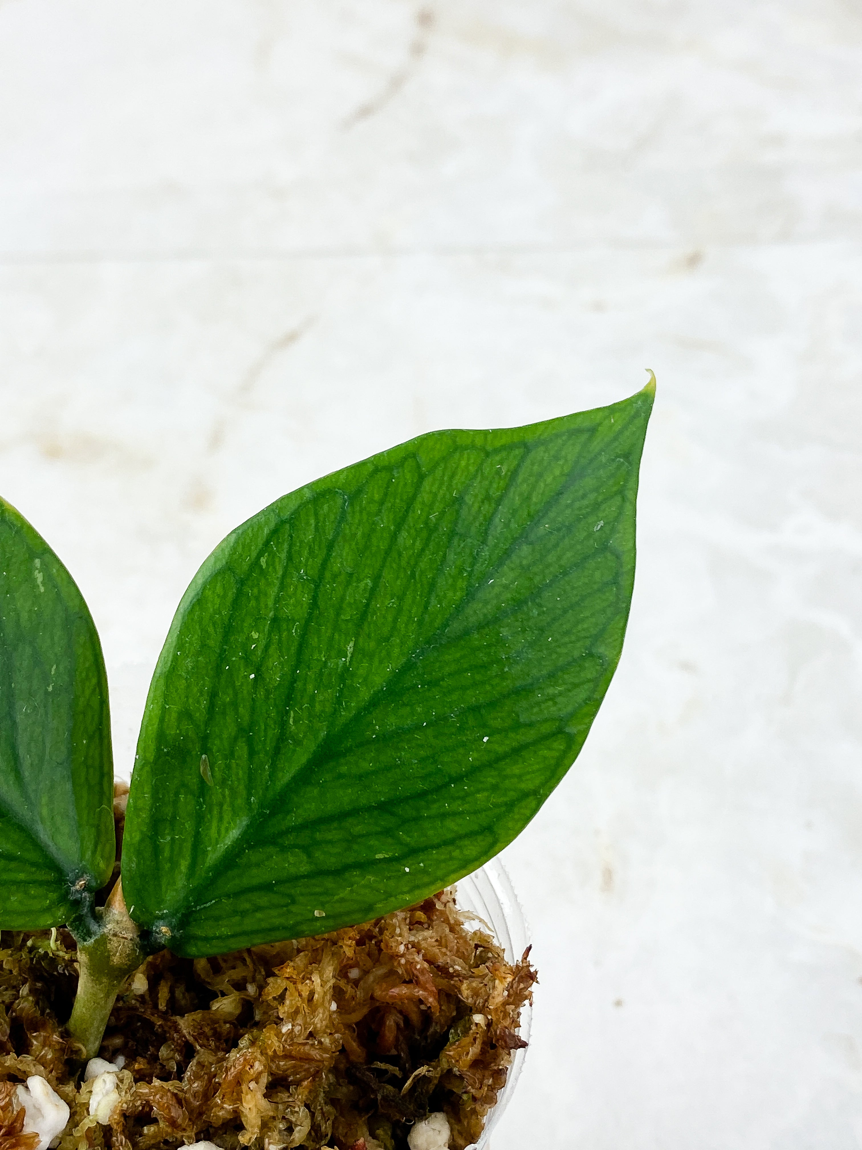 Hoya Polyneura Rooted 2 leaves 1 sprout