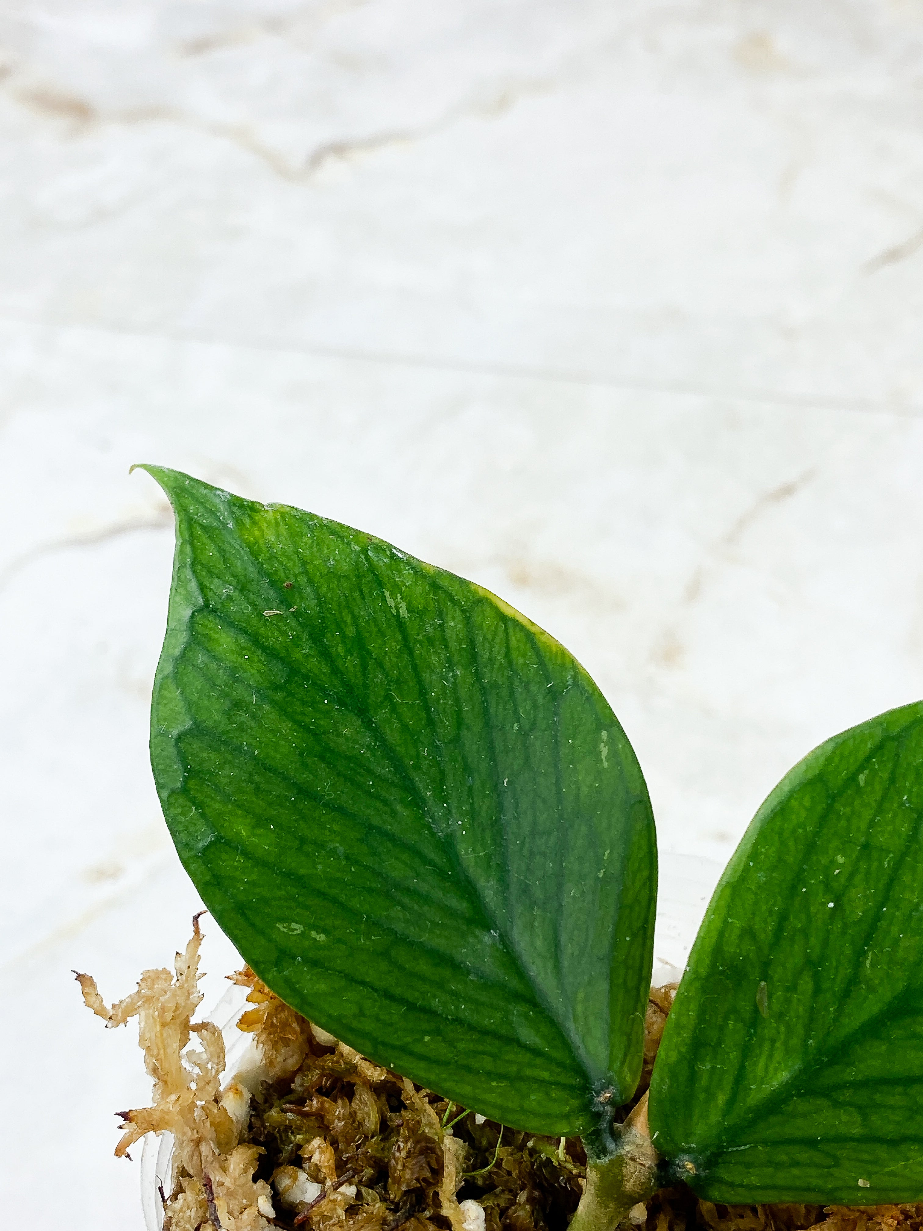 Hoya Polyneura Rooted 2 leaves 1 sprout