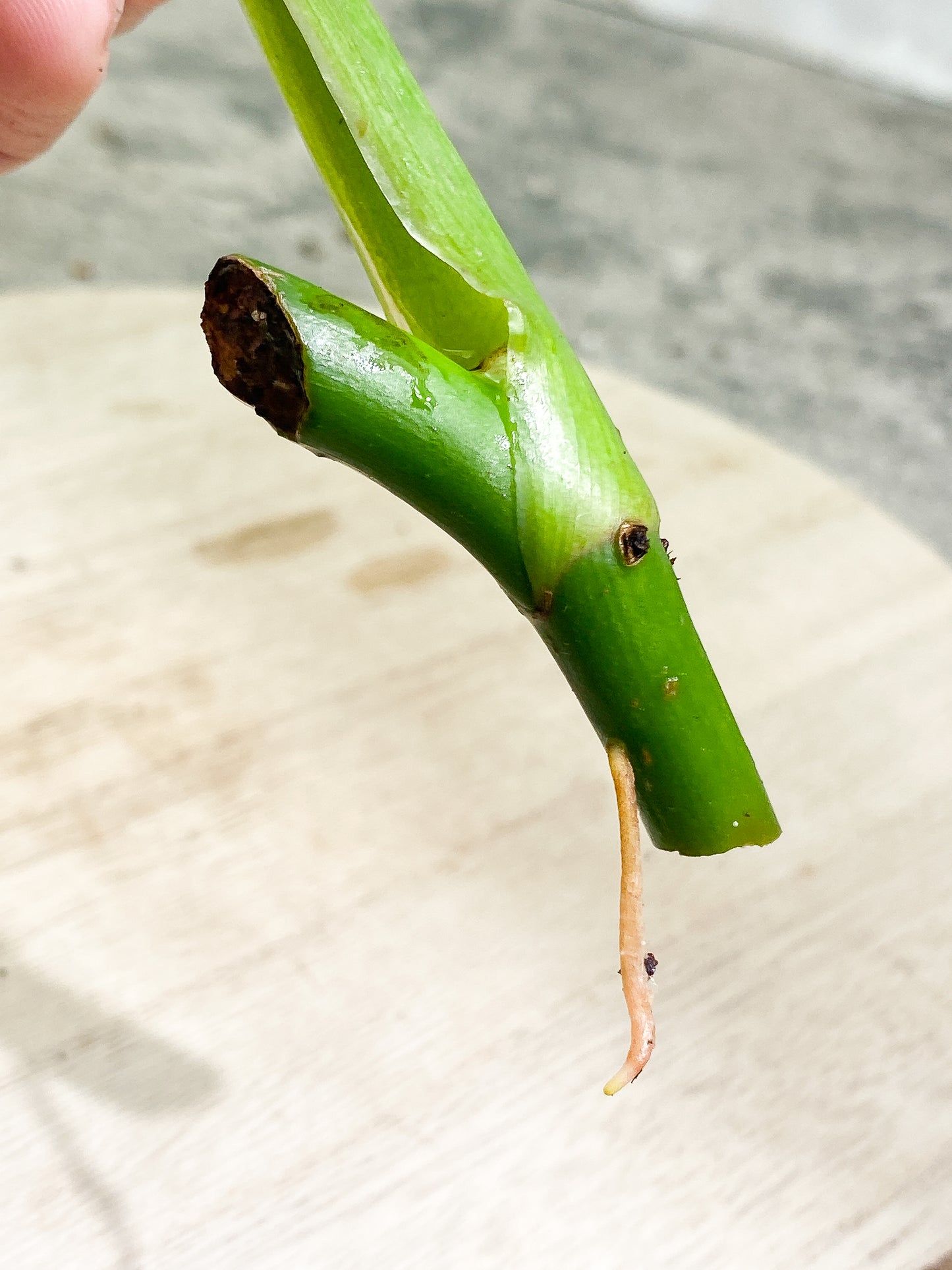 Philodendron White Wizard Rooting cutting 1 leaf 1 sprout  from Highly Variegated  mother plant